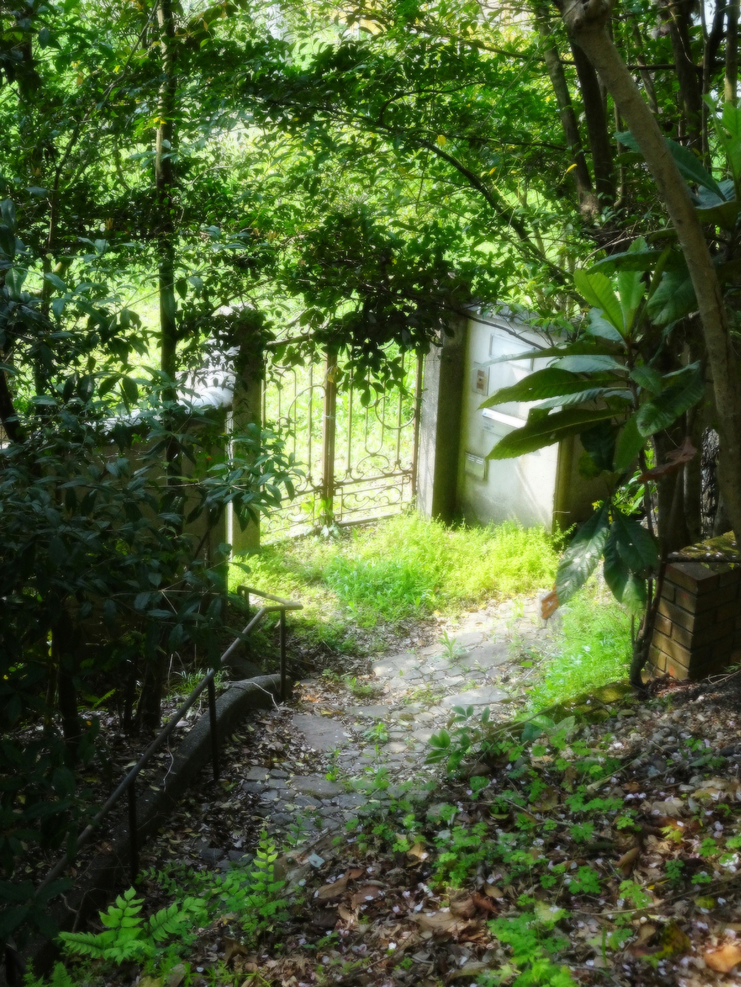 sentiero verde in un giardino tra gli alberi