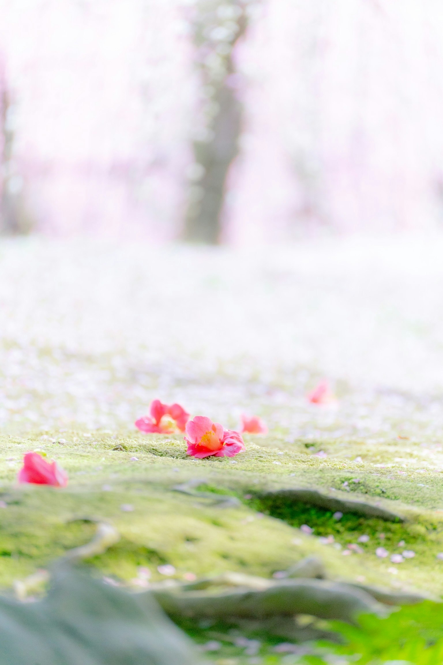 pétales roses et fleurs sur l’herbe verte