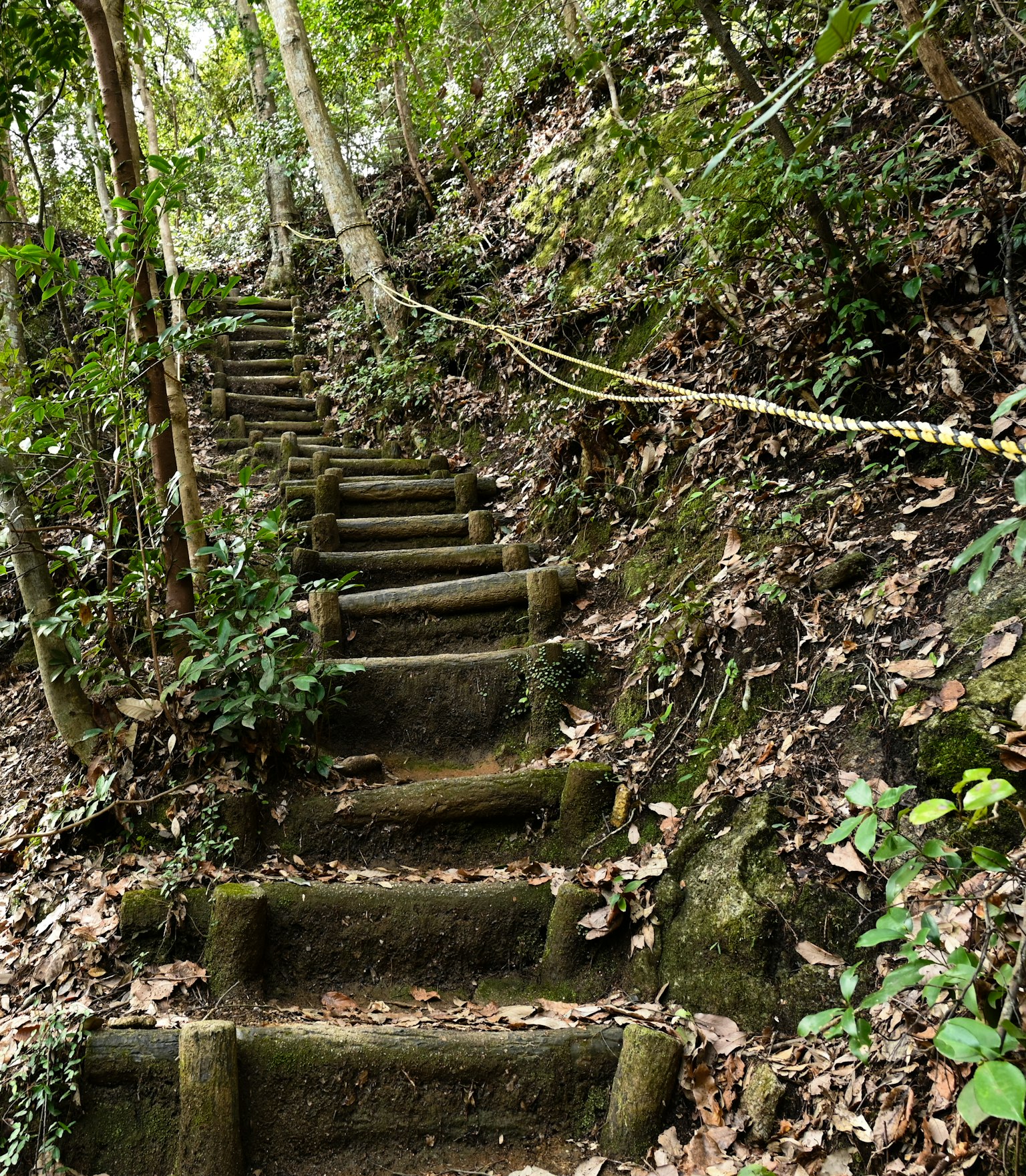 Steinstufen, die durch einen üppigen grünen Wald führen
