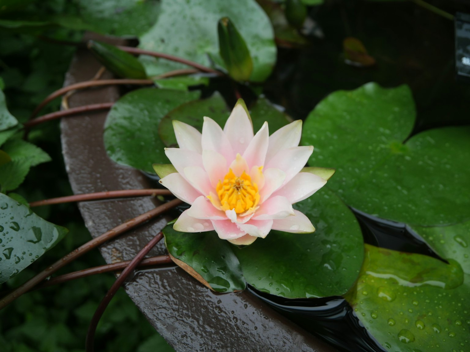 A beautiful pink water lily floating on green leaves