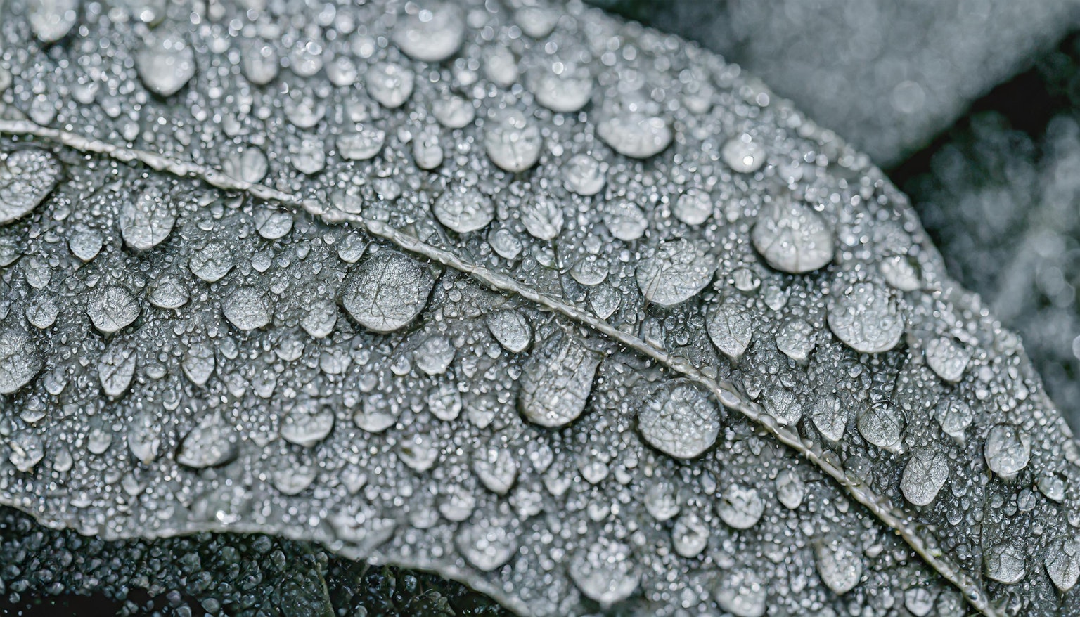 Immagine ravvicinata di una foglia con gocce d'acqua