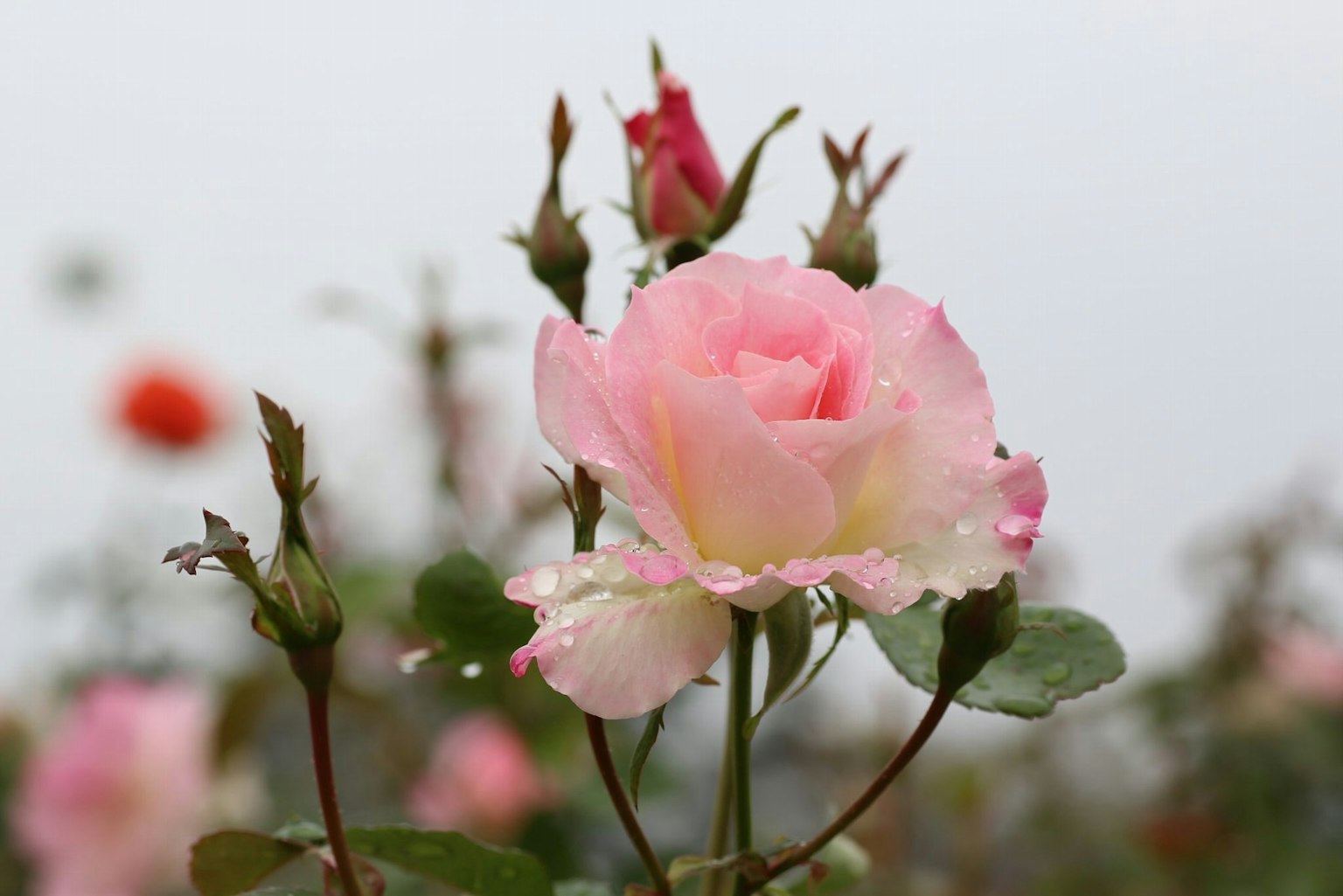 Una hermosa flor de rosa rosa adornada con gotas de agua