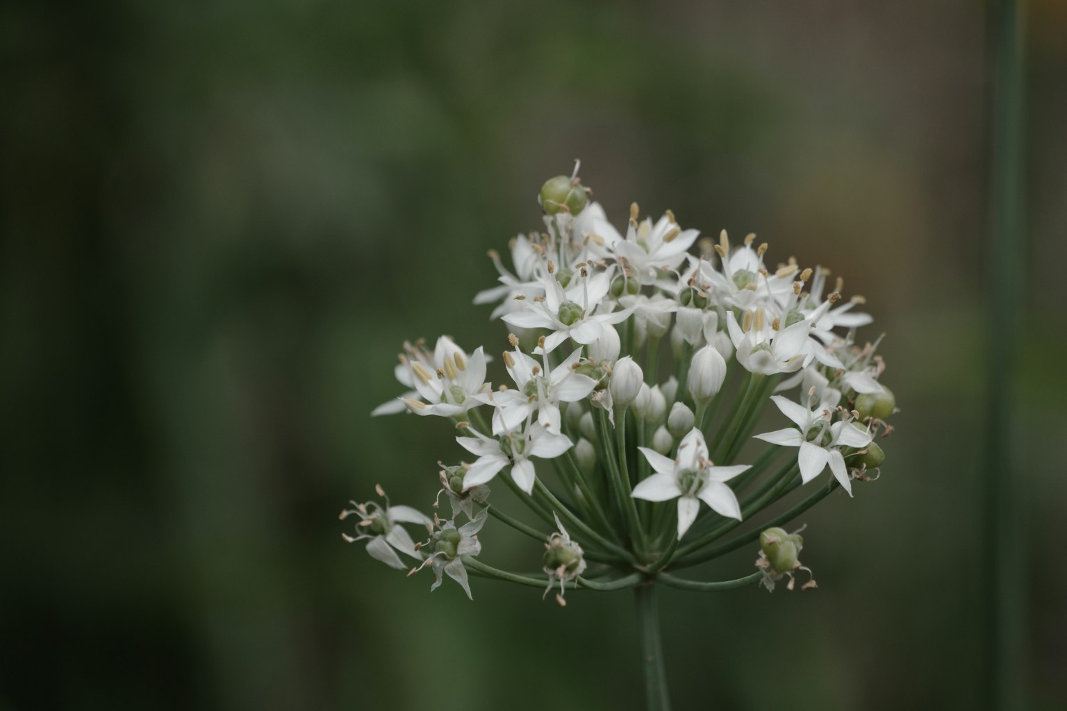 Nahaufnahme eines Clusters weißer Blumen mit zarten Blütenblättern