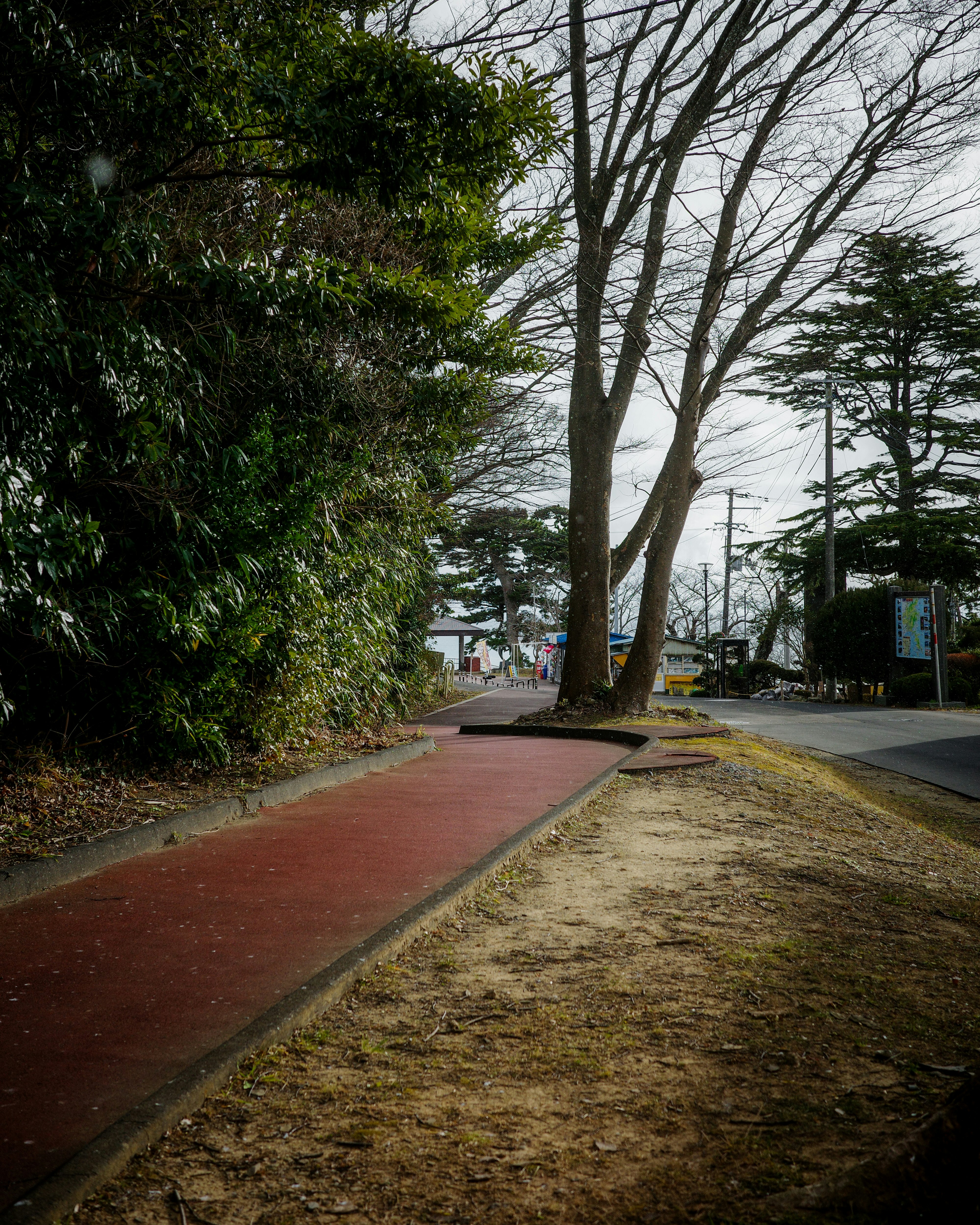 並木道の歩道と赤い自転車レーン