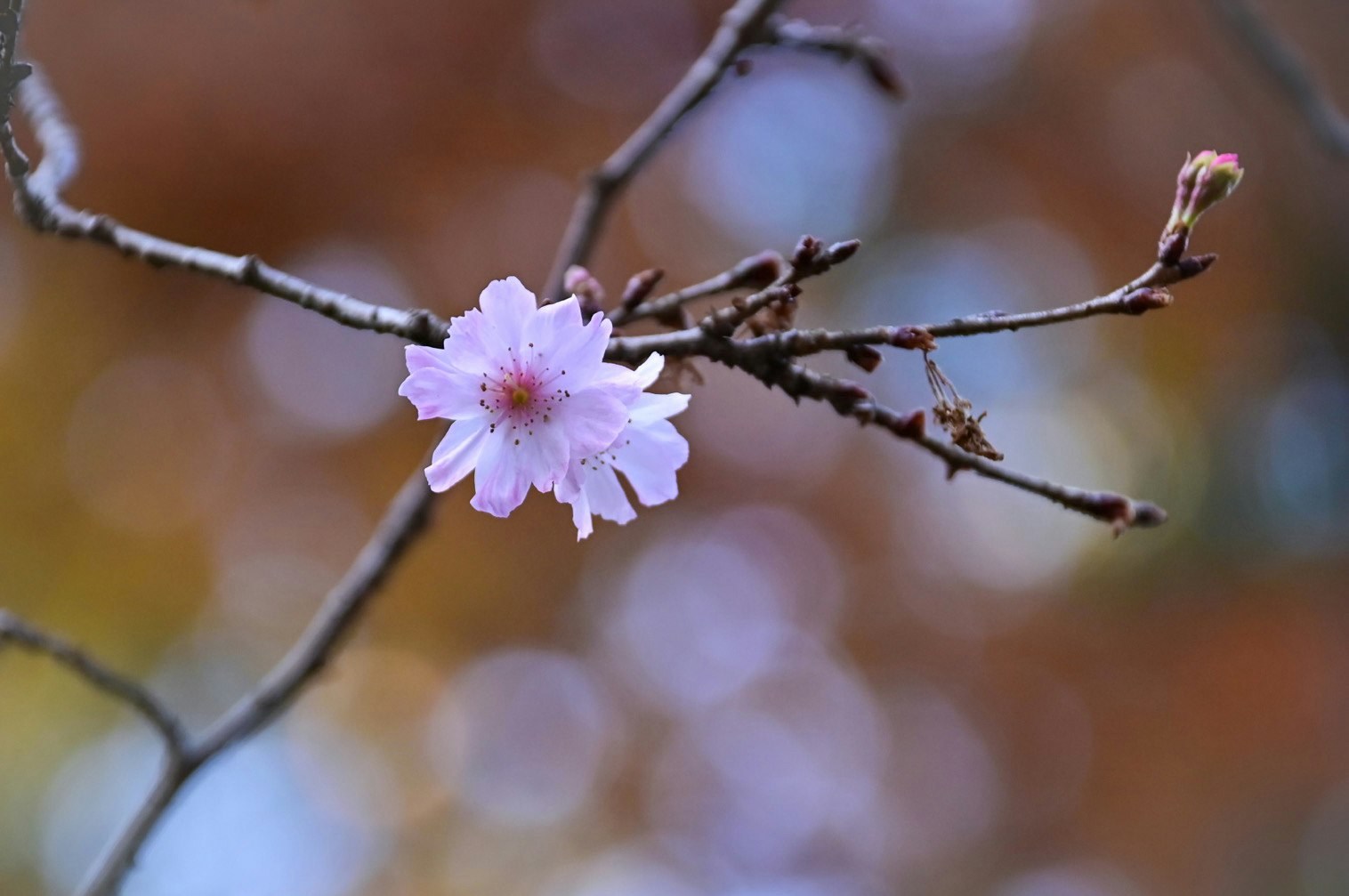 枝先に咲く薄紫の花のクローズアップ