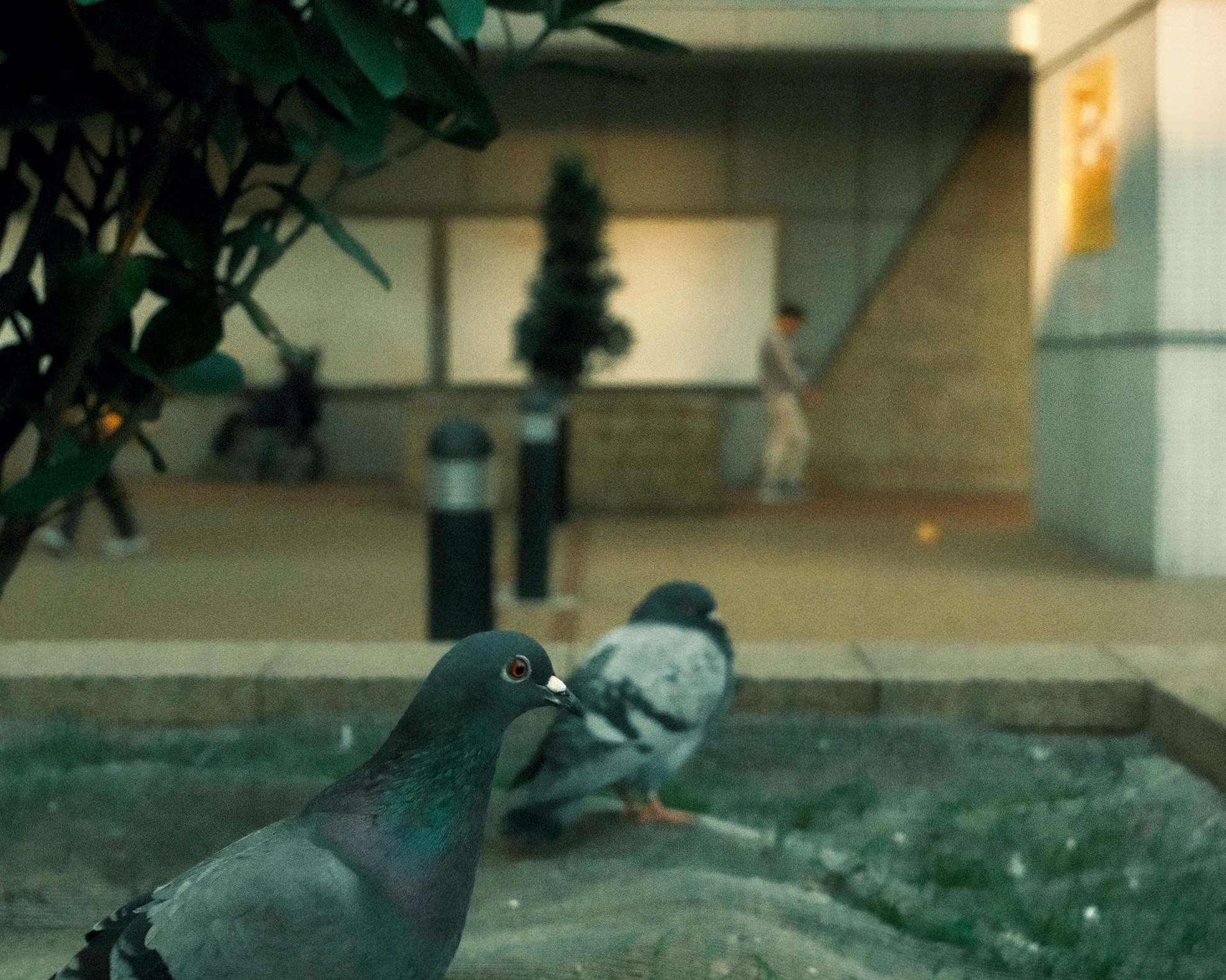 水飲み場の縁にいる鳩と背景の人物