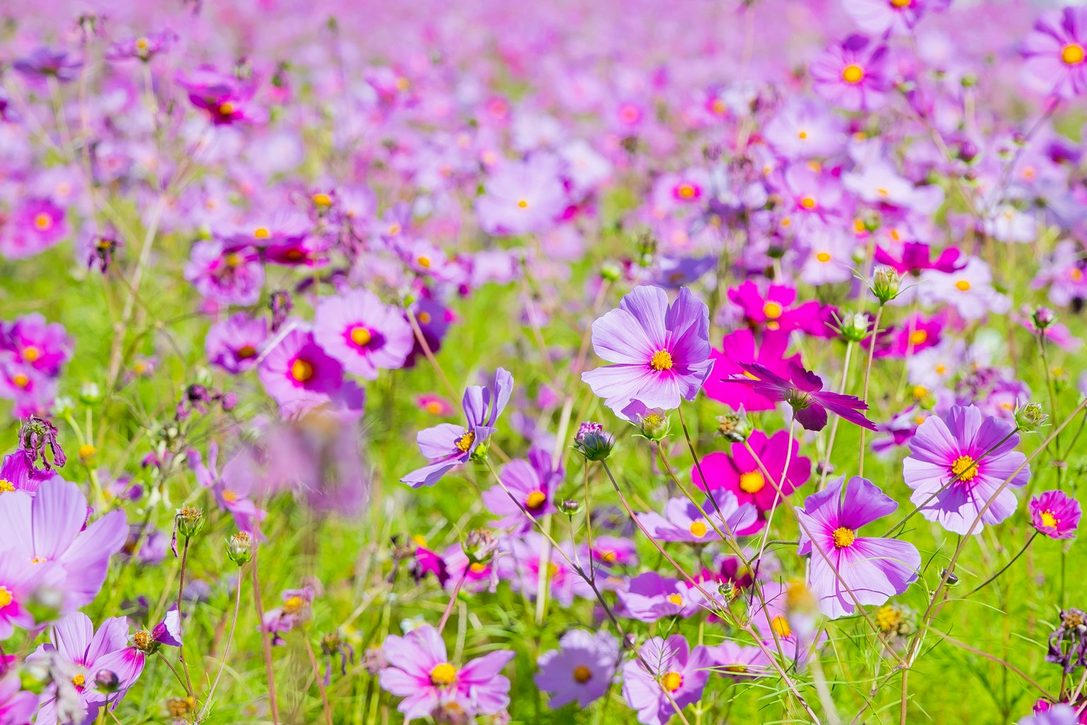 Champ vaste rempli de fleurs violettes vibrantes
