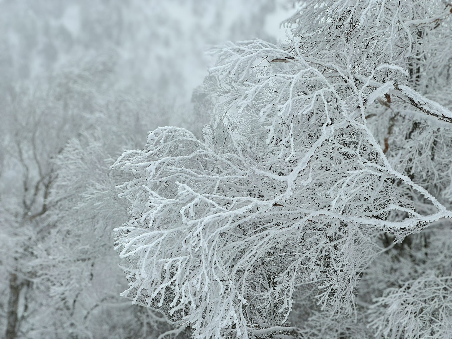 雪覆盖的树枝特写