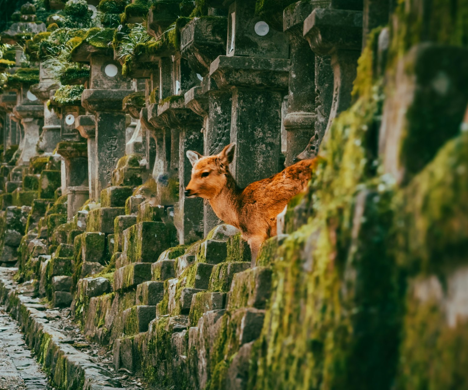 A deer standing among moss-covered stone lanterns