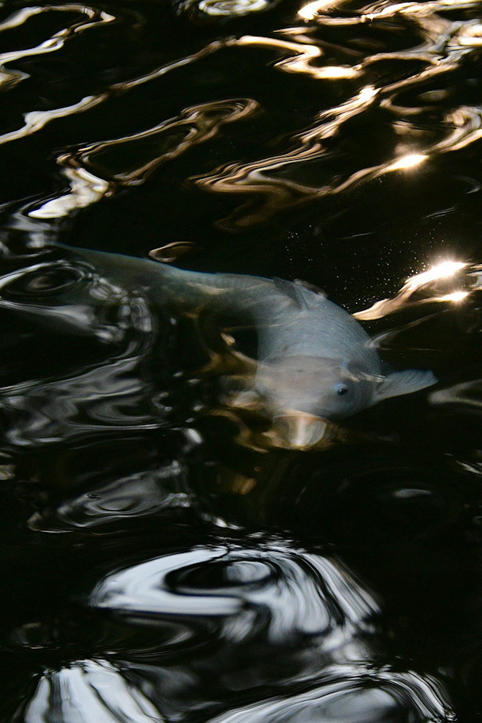 Silueta de un pez nadando en la superficie del agua con reflejos ondulados