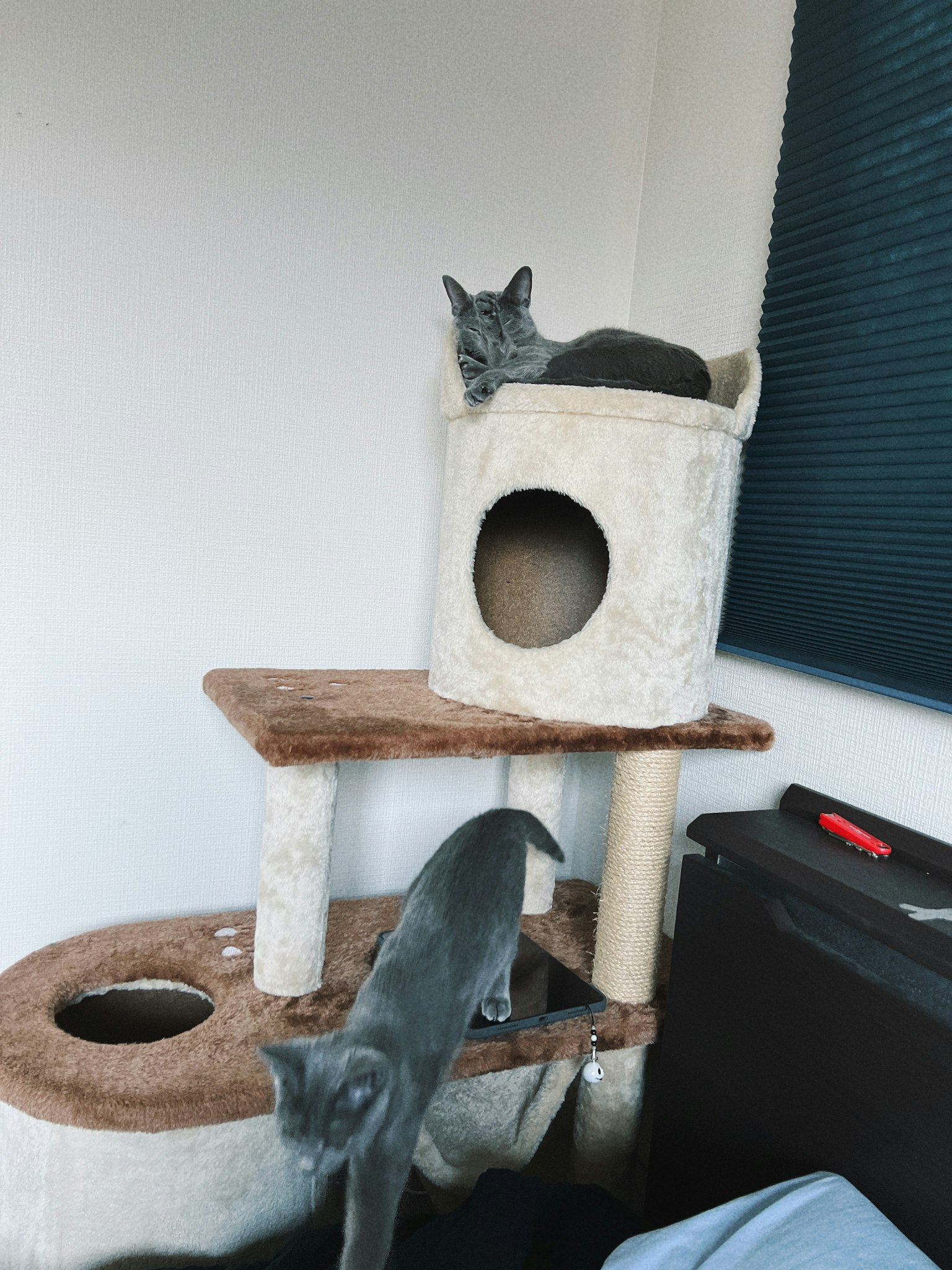 Due gatti grigi che giocano su un albero per gatti