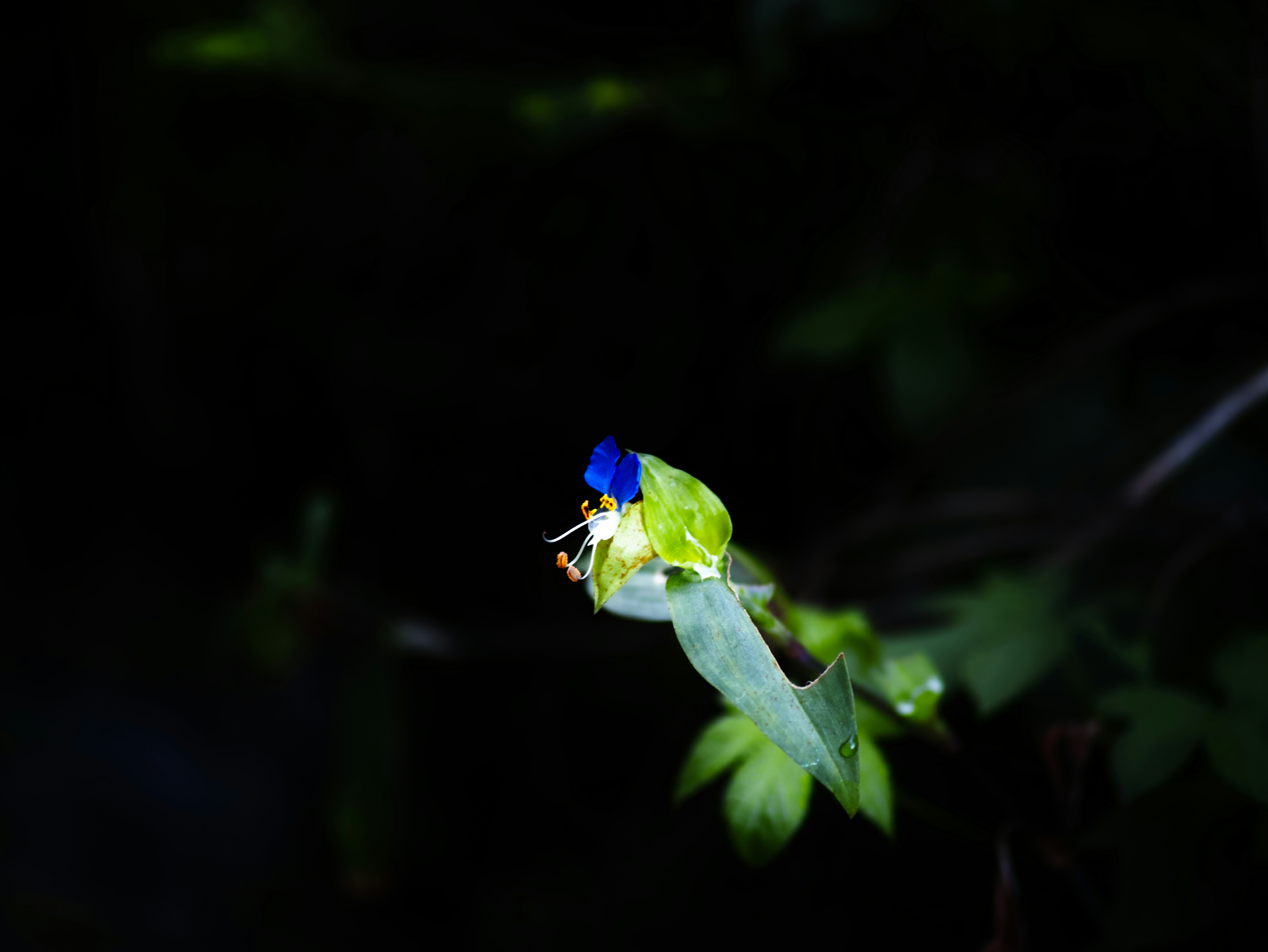 暗い背景に浮かぶ葉の先端の小さな花