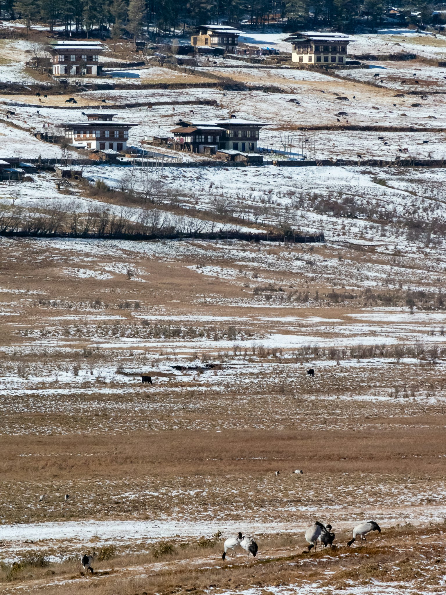 Paisaje rural cubierto de nieve con casas a lo lejos