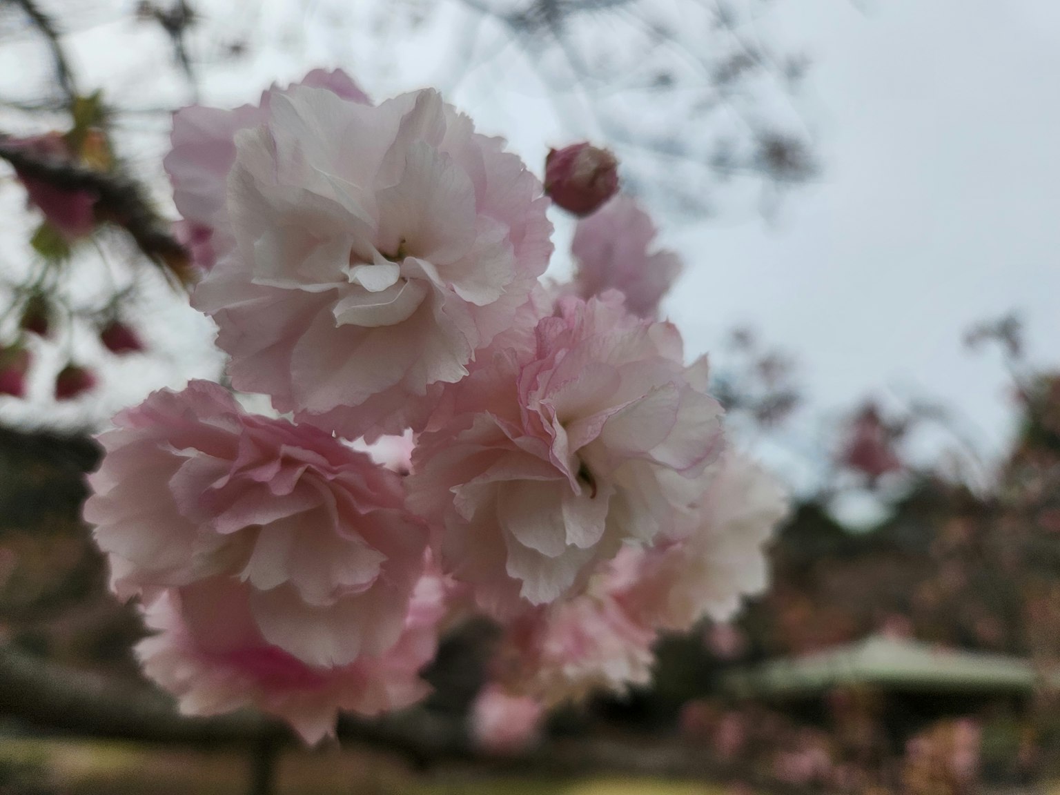Racimo de flores de cerezo rosa claro en flor