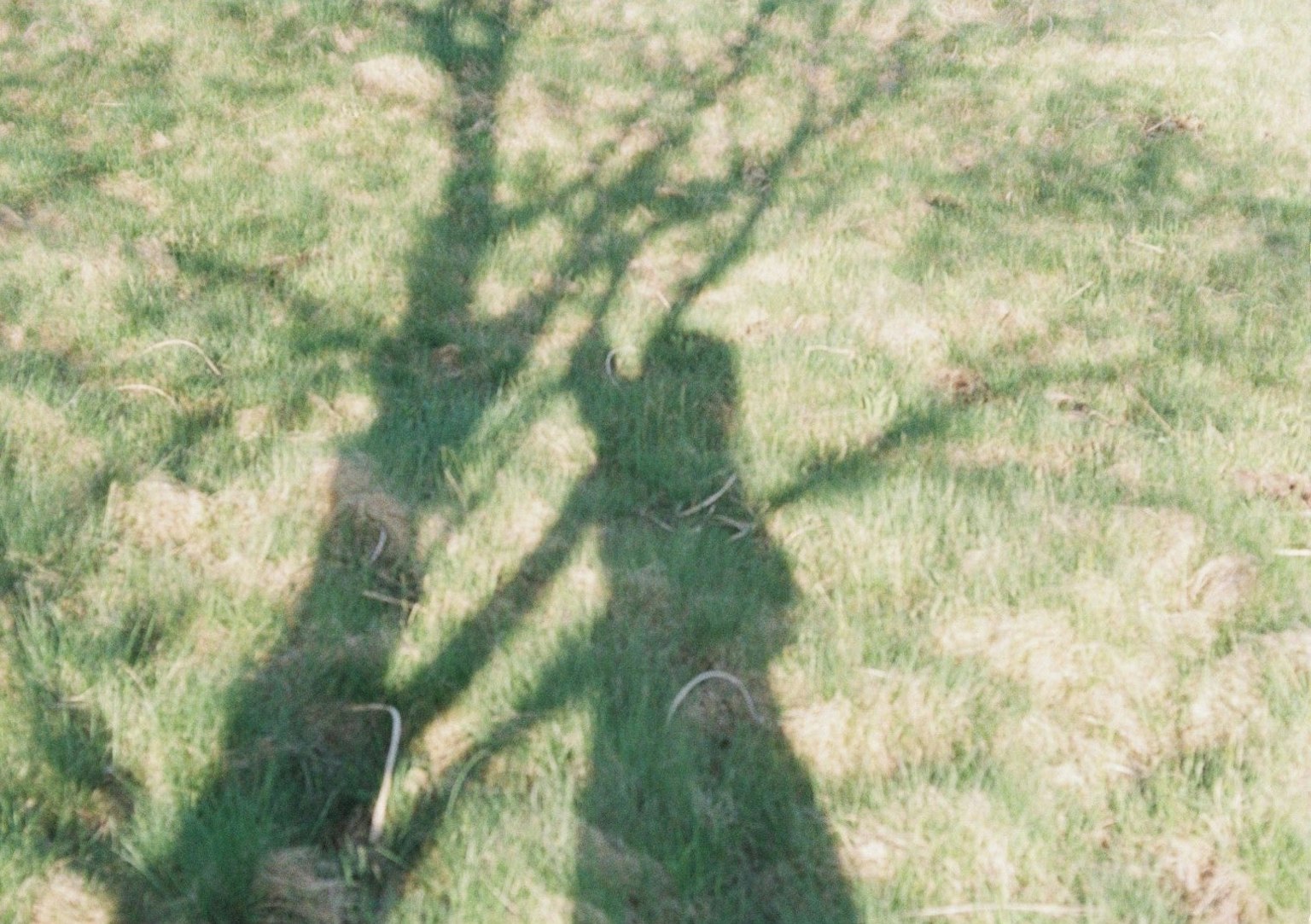 Shadow of a tree and a person on grass