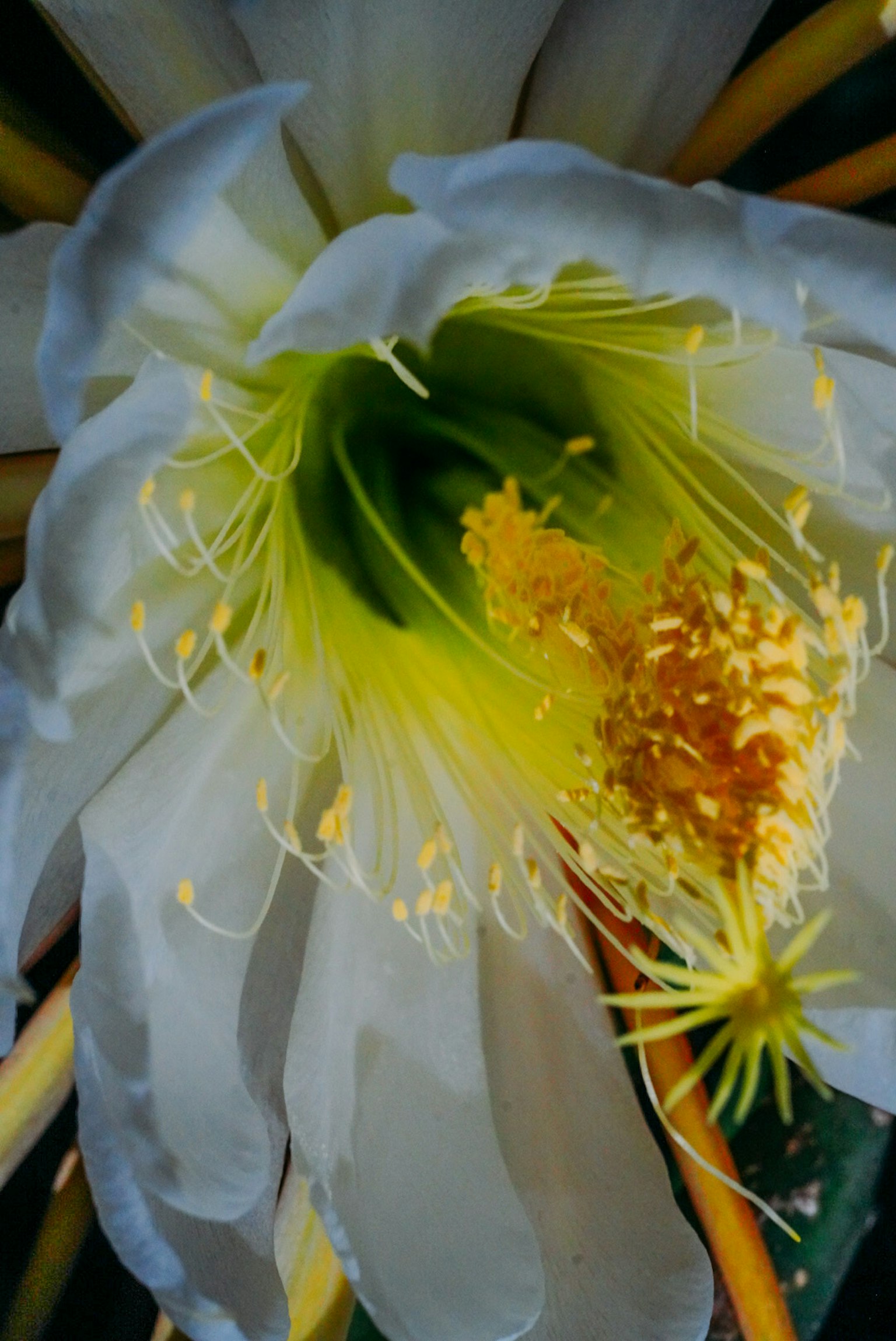 Primer plano de una flor de cactus con pétalos blancos y un centro amarillo vibrante