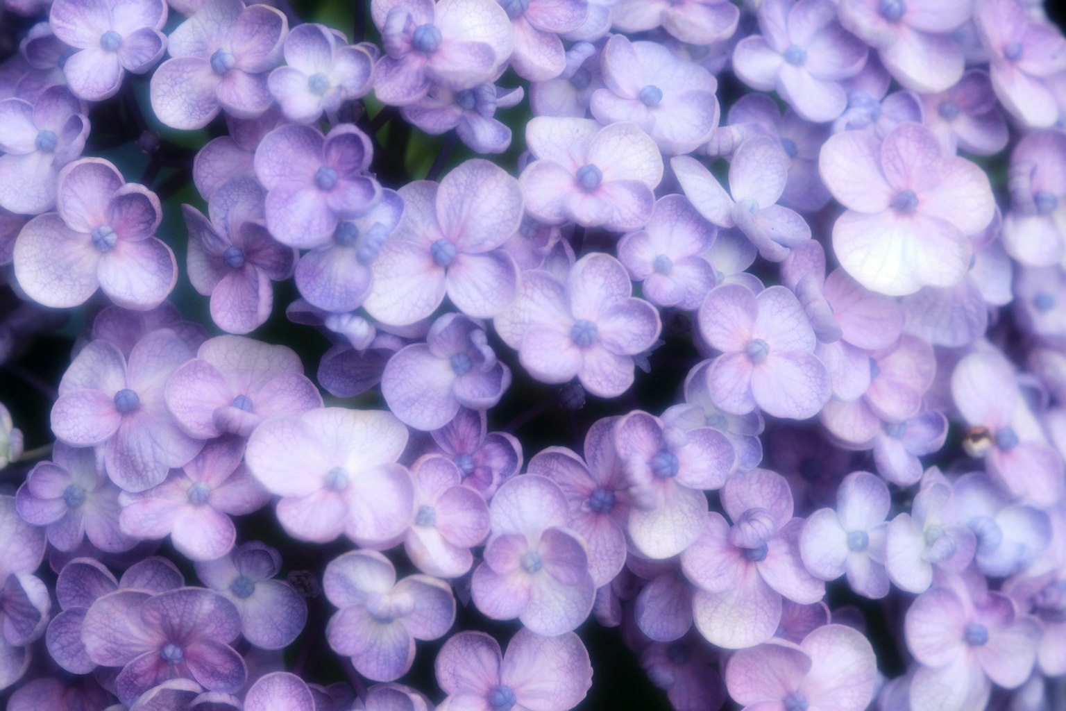 Ein schöner Haufen zarter lila Blumen