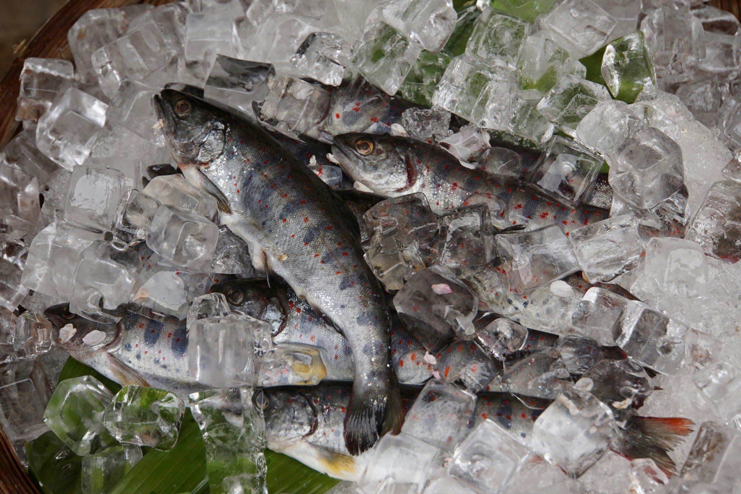 氷の上に並ぶ新鮮な魚