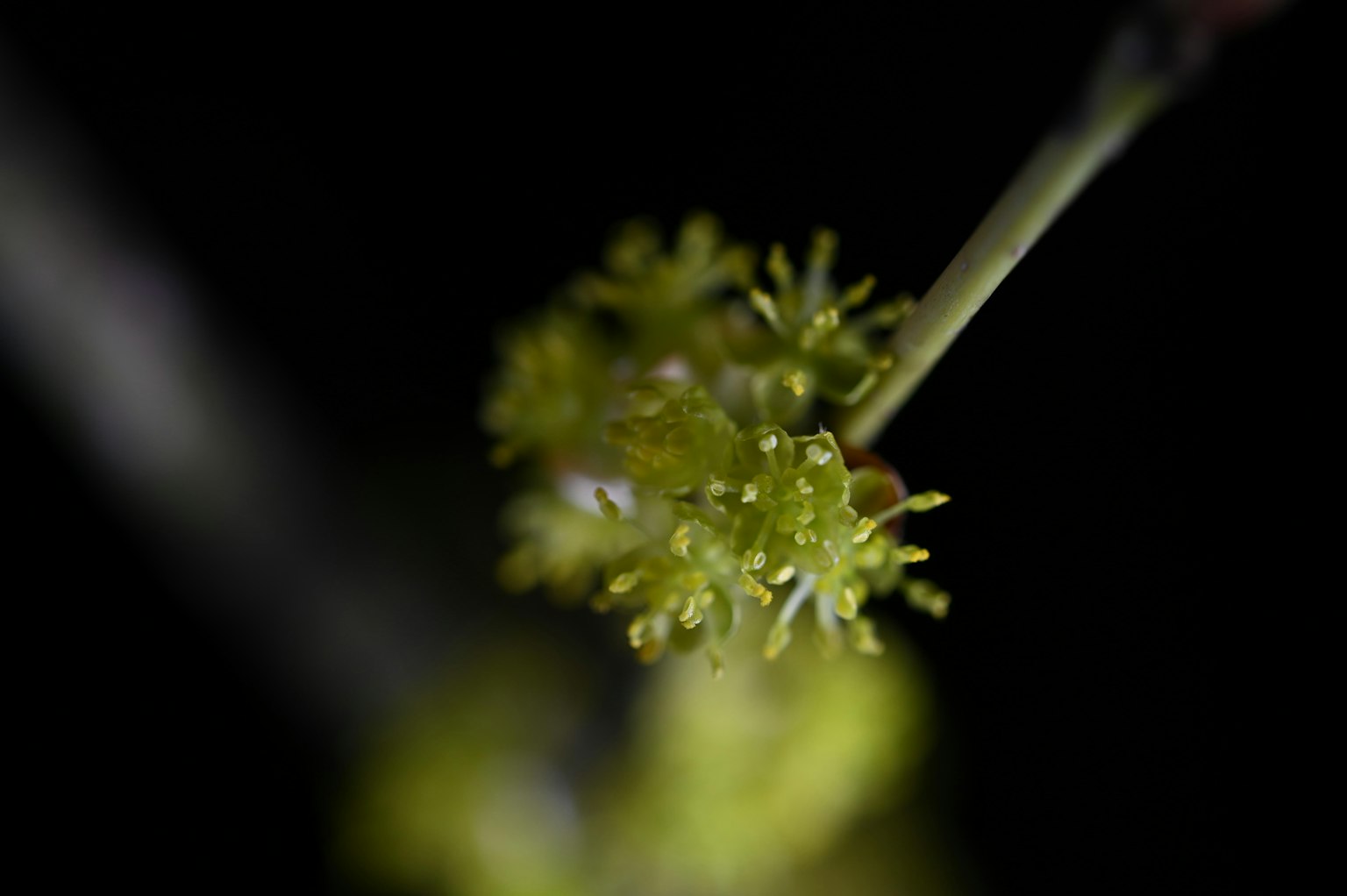Immagine ravvicinata di un ramo con germogli floreali verdi