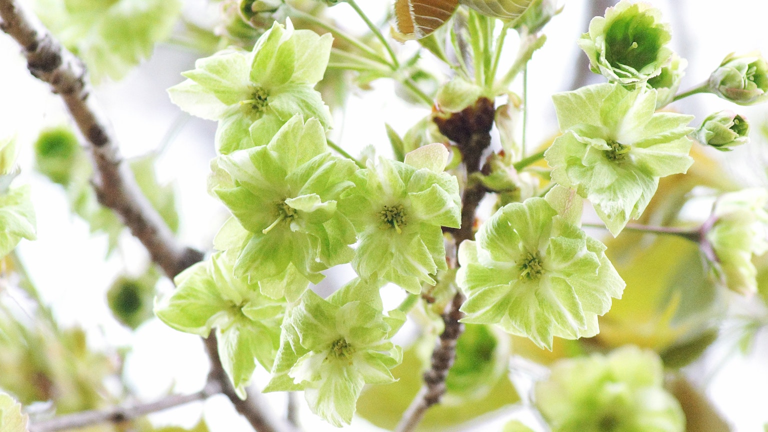 Gros plan de fleurs vert pâle sur une branche