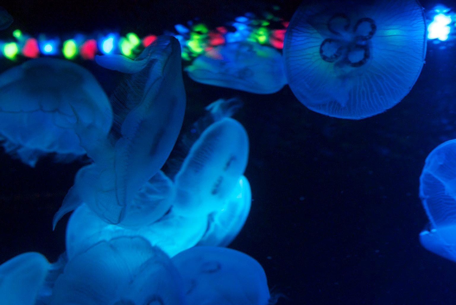 Meduse che fluttuano in acqua blu con luci colorate sullo sfondo
