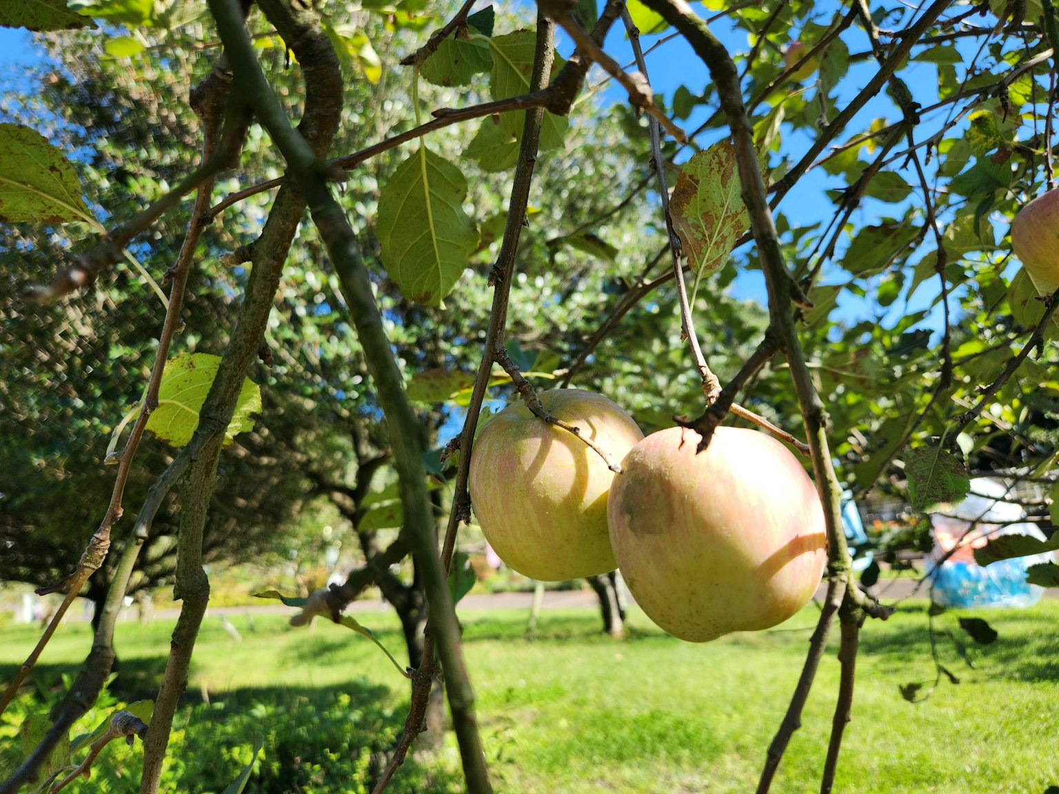 Due frutti appesi a un albero circondati da foglie verdi e cielo azzurro