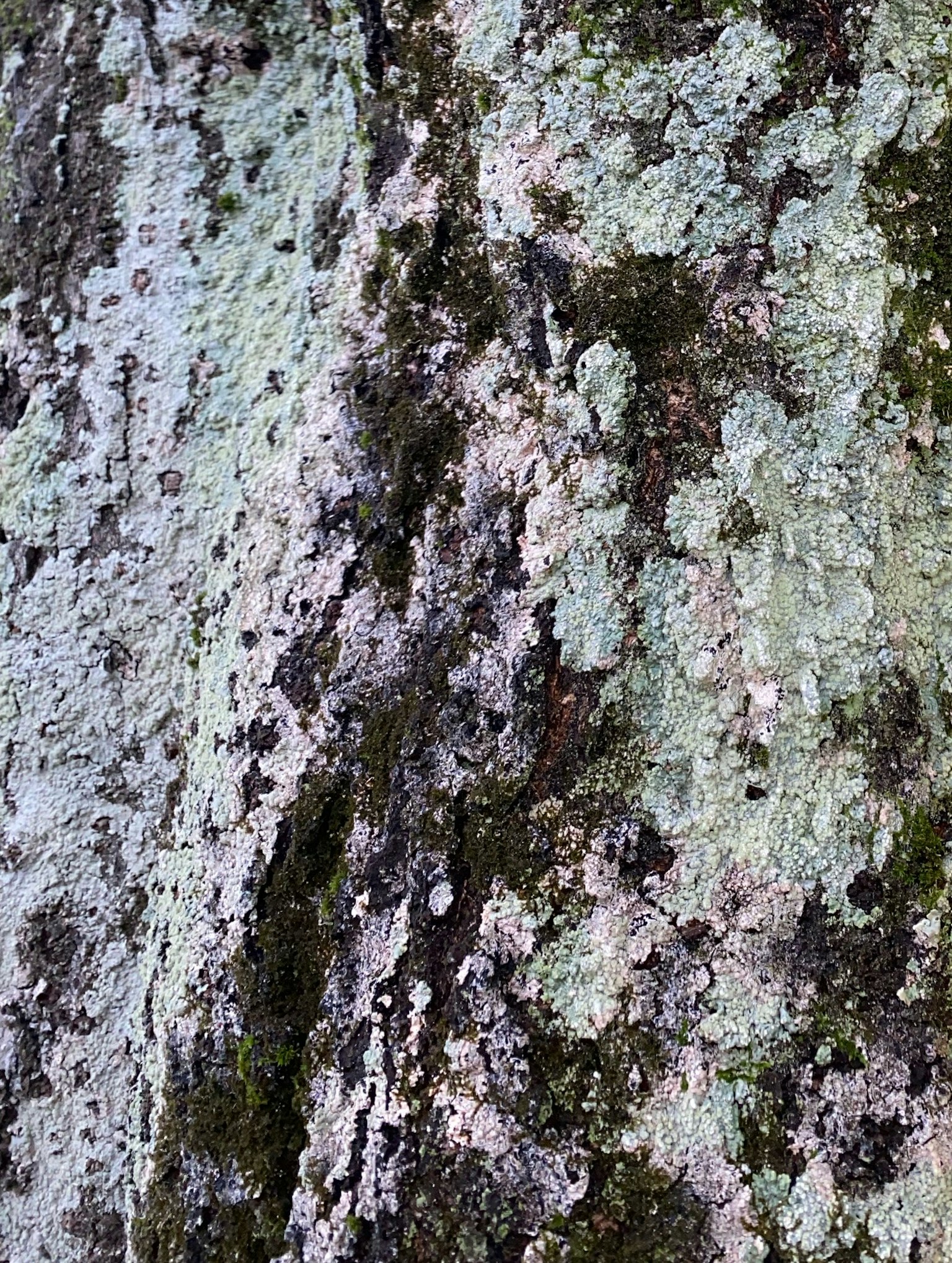 Texture détaillée de la mousse et des lichens sur l'écorce d'arbre