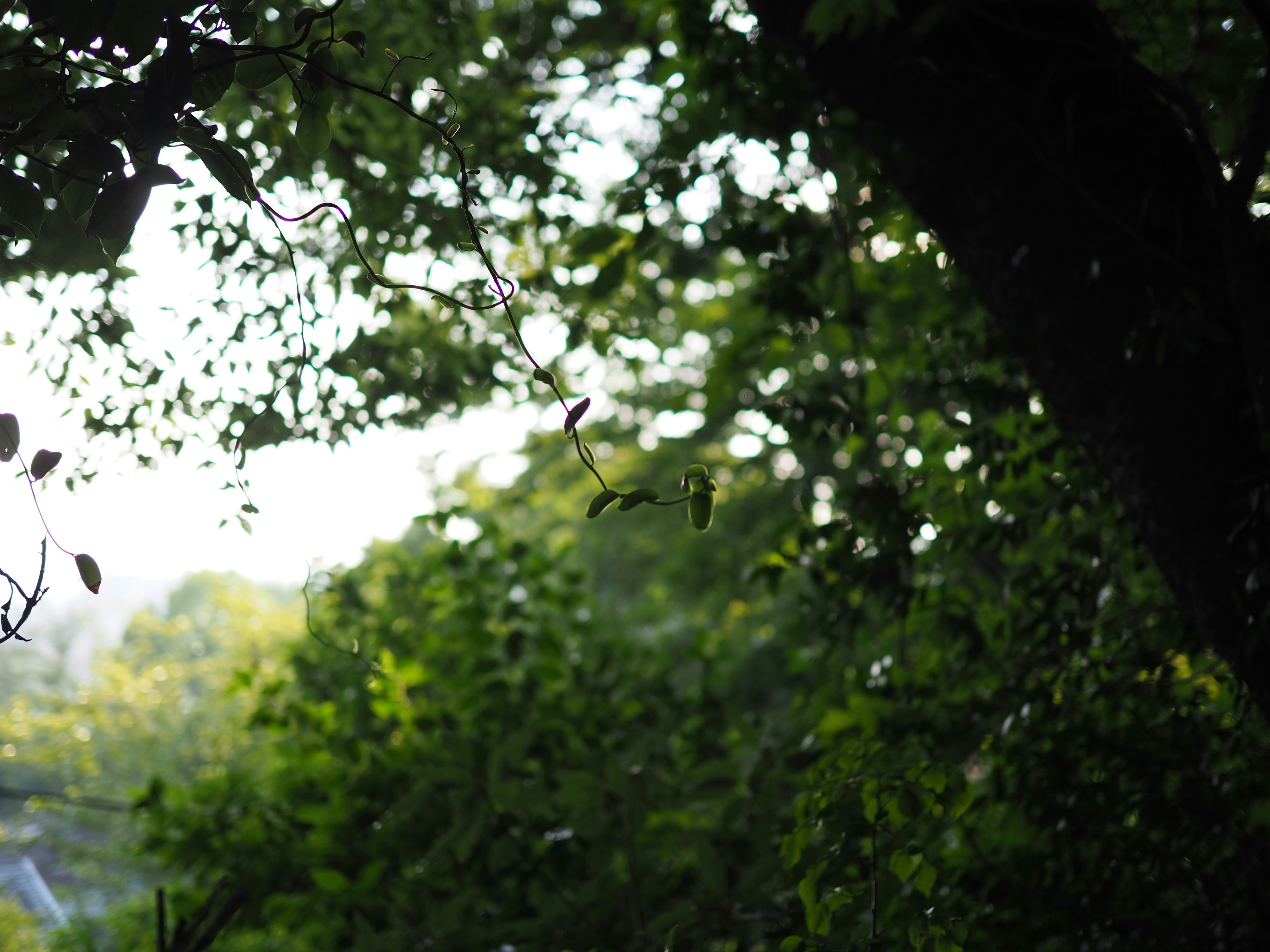 un sentiero tra gli alberi con luce naturale soffusa