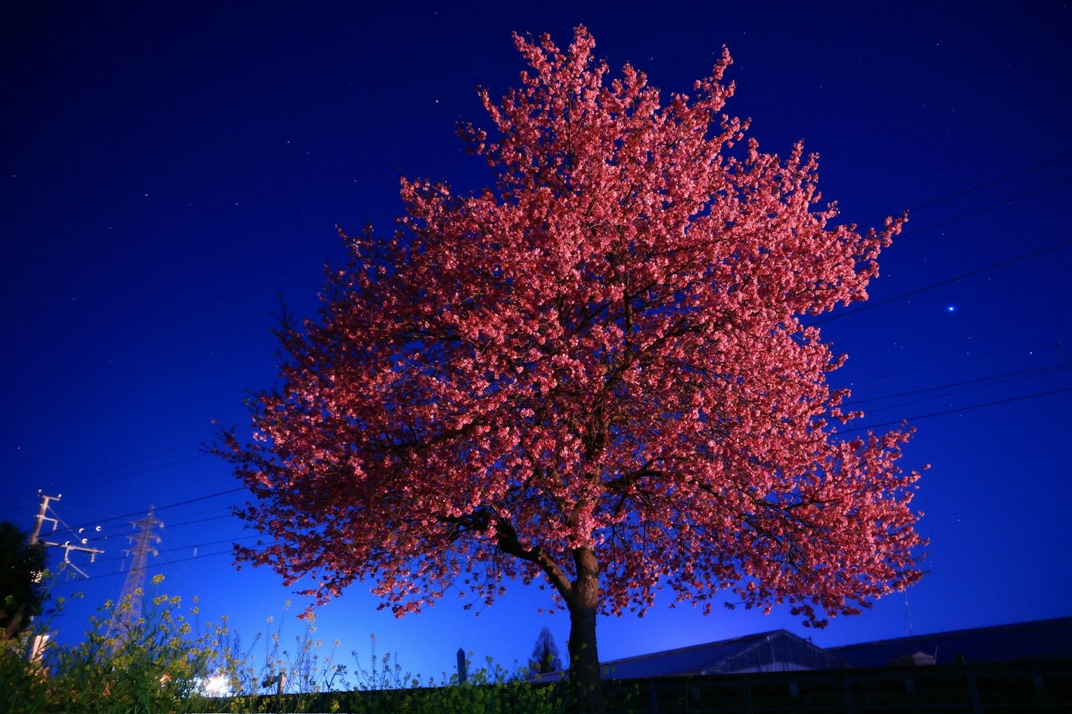 Pohon sakura berwarna pink cerah di bawah langit malam
