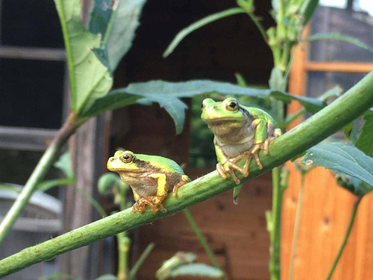 Dua katak bertengger di cabang hijau dalam pengaturan alami