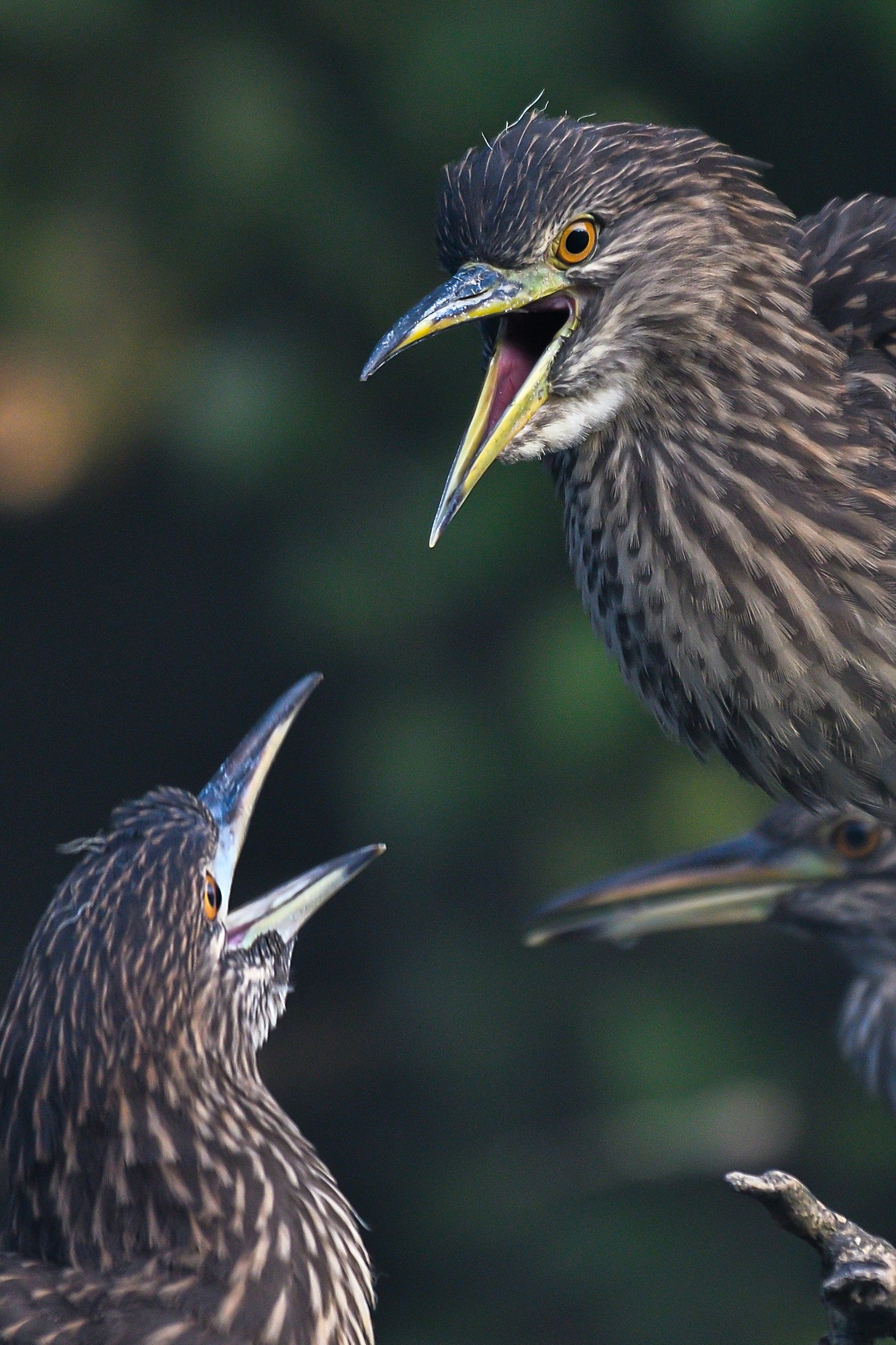 餌をねだる鳥の親子のクローズアップ