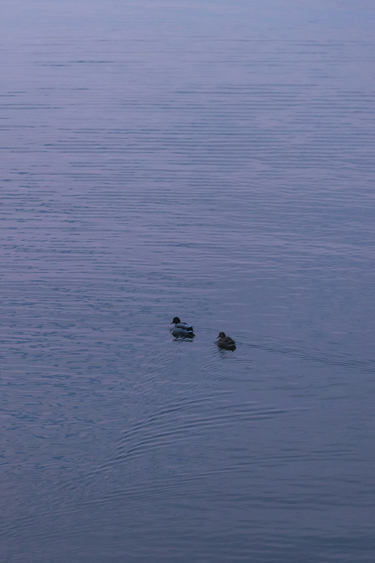 Zwei Enten, die auf einer ruhigen Wasseroberfläche schwimmen