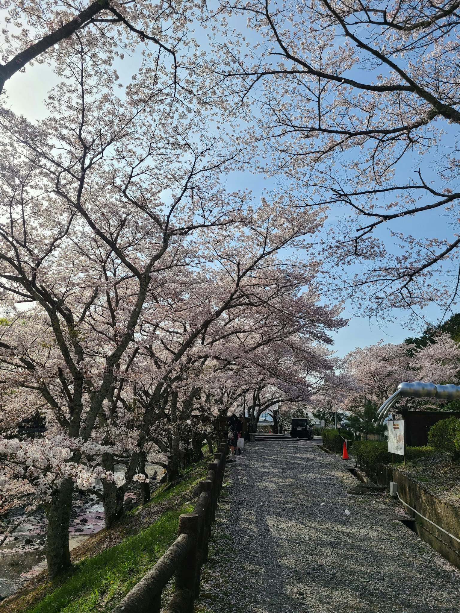 Chemin bordé de cerisiers en fleurs et ciel bleu