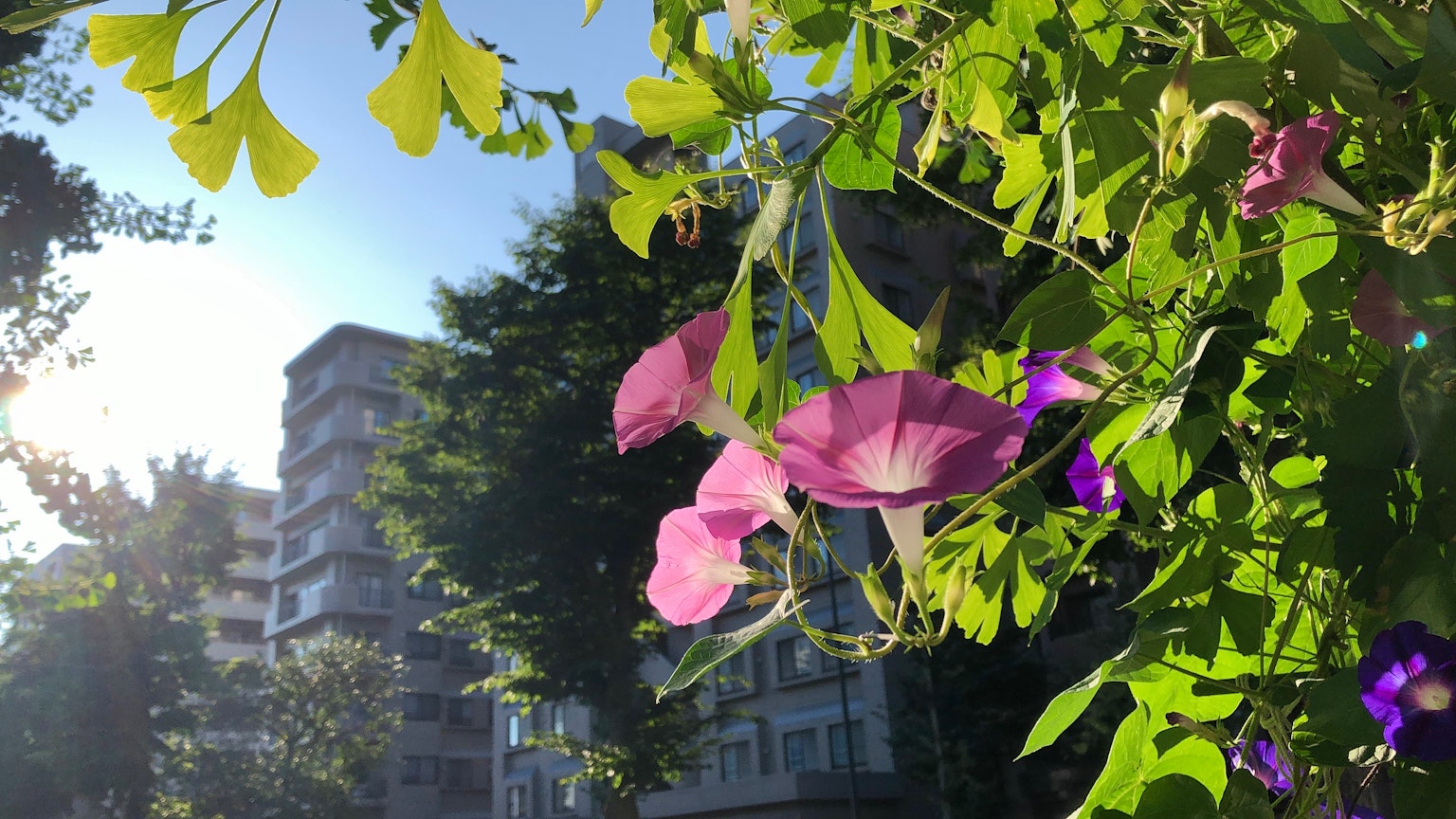 Eine Szene mit grünen Blättern und lila Blumen, die von Sonnenlicht beleuchtet werden