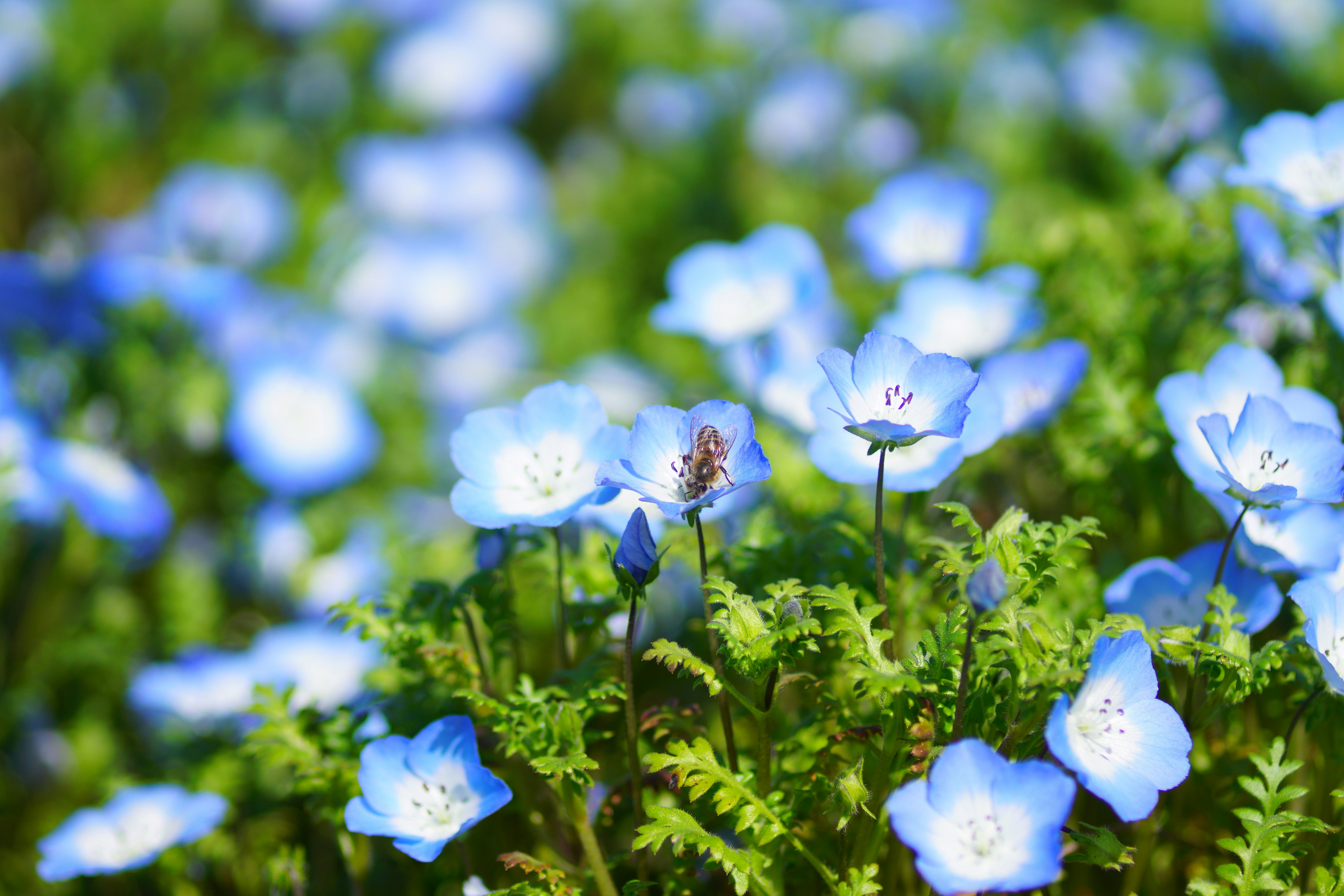 đồng hoa màu xanh nở rộ, nền mờ bokeh