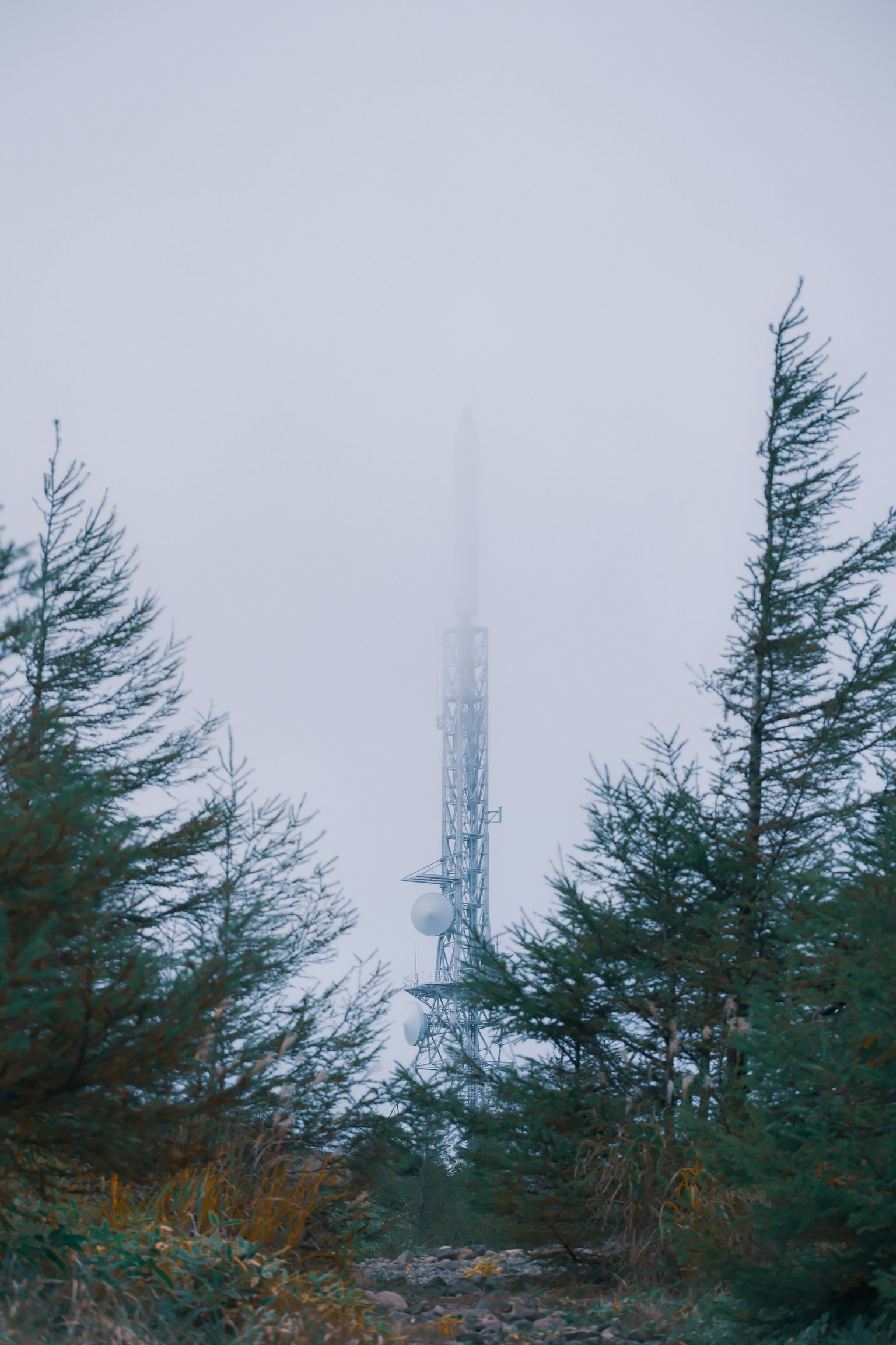霧の中に隠れた通信塔と周囲の木々