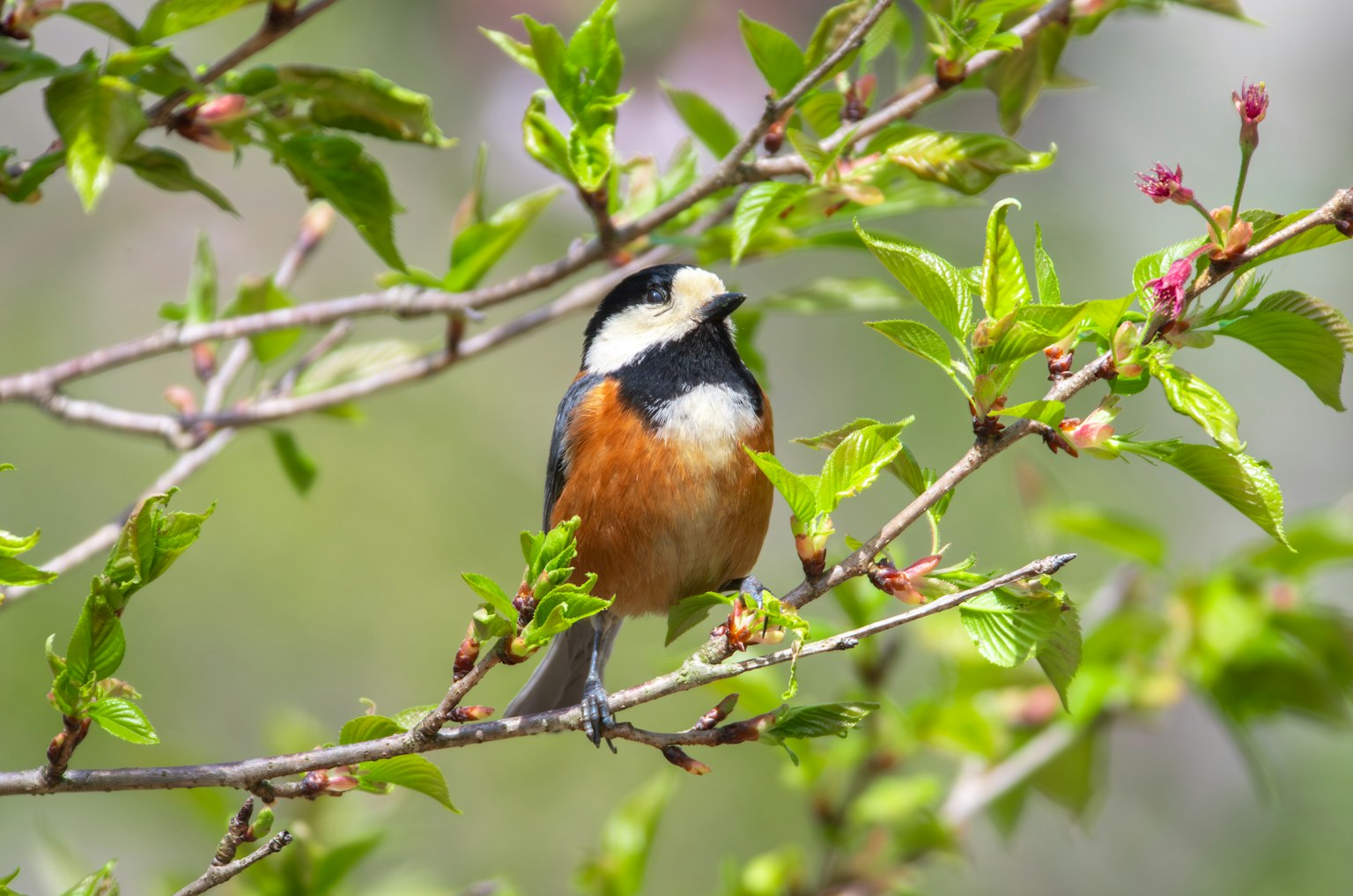 Un oiseau perché sur une branche avec des plumes noires et orange entouré de feuilles vertes et de fleurs roses