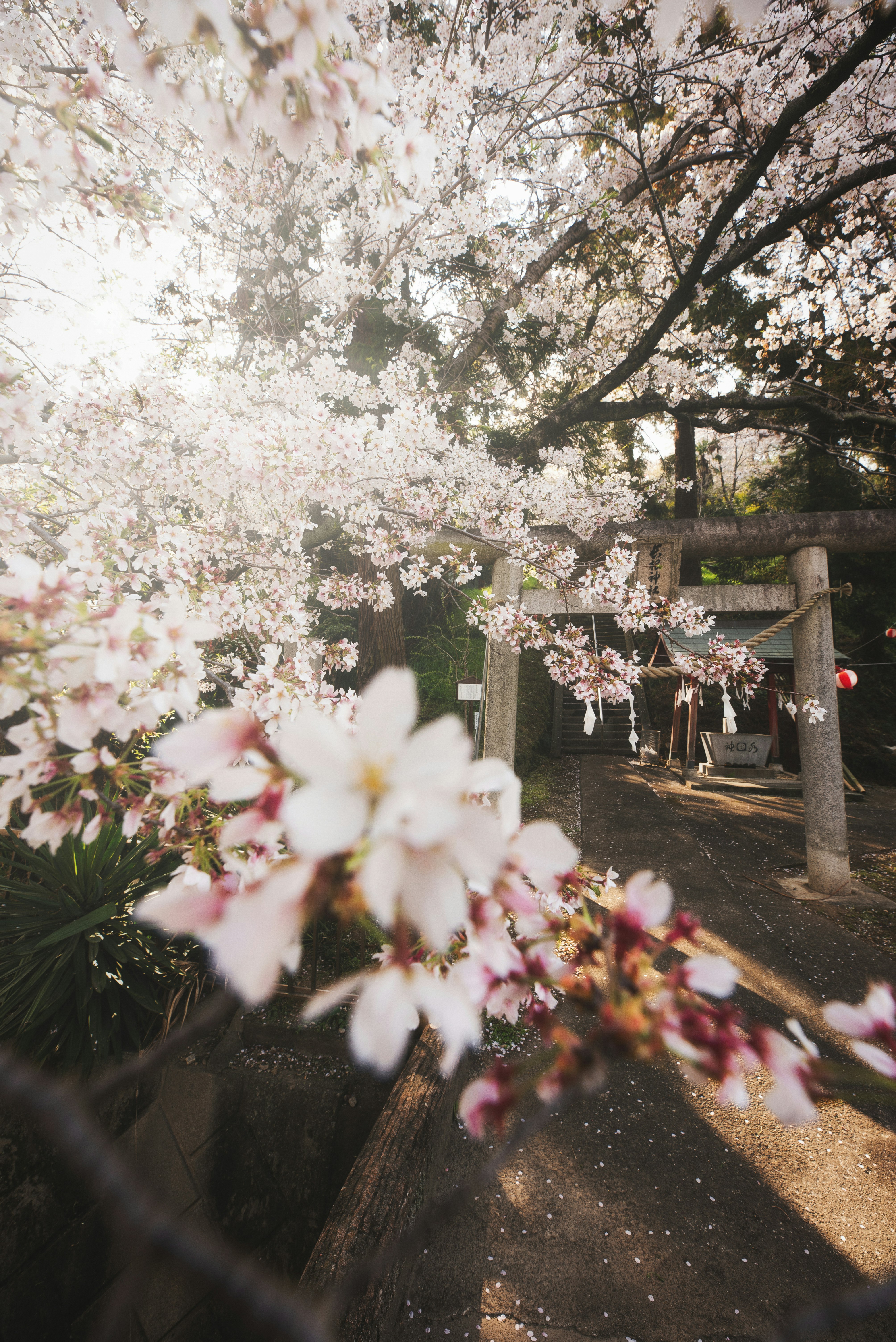 Cherry blossoms drifting over a torii gate and stone path