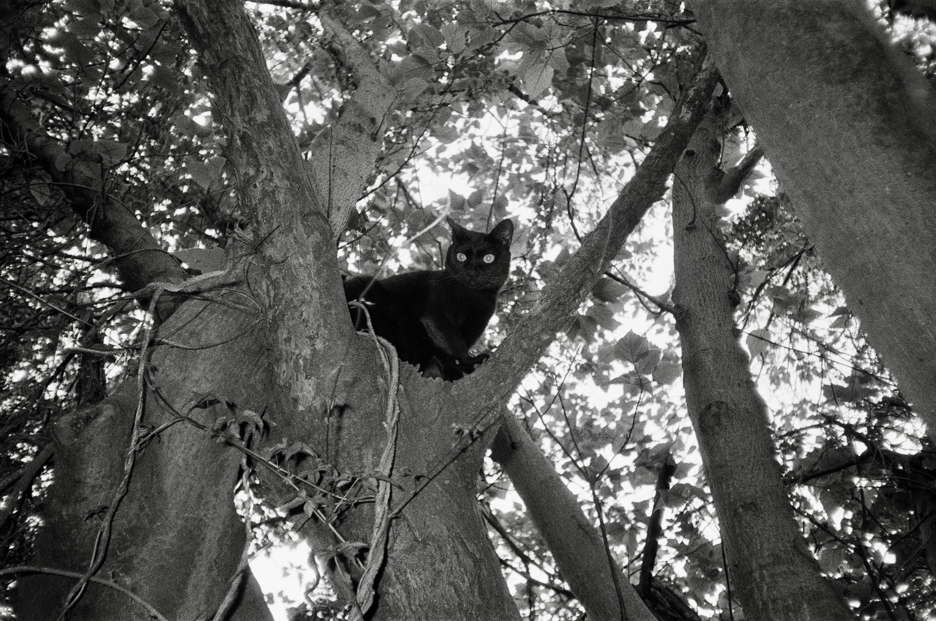木の枝にぶら下がる黒い猫のシルエット
