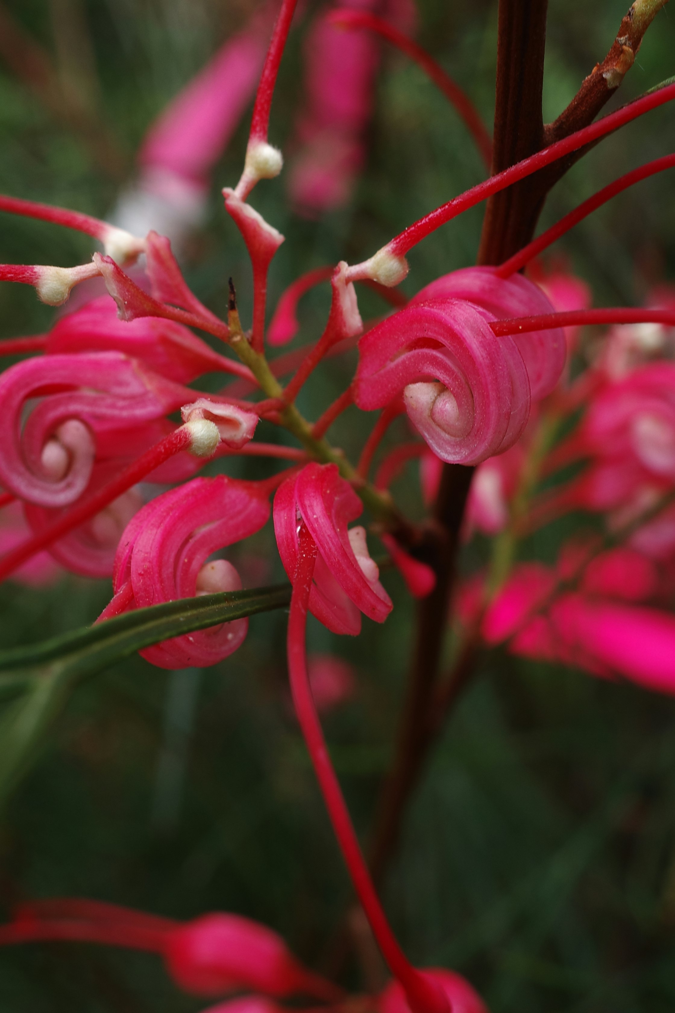 Makroaufnahme leuchtend pinker Blüten mit eingerollten Blütenblättern