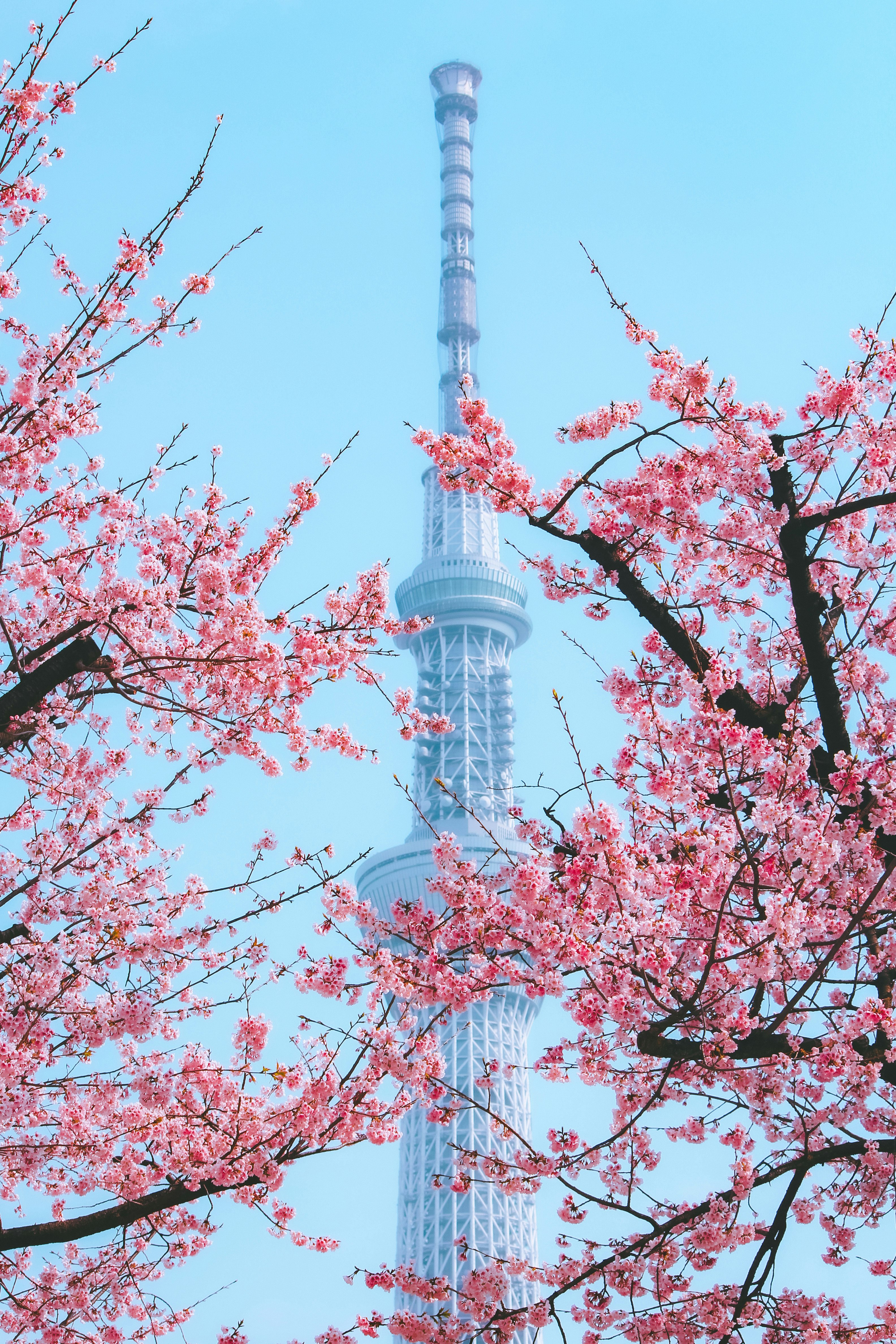 桜の花と東京スカイツリーの眺め