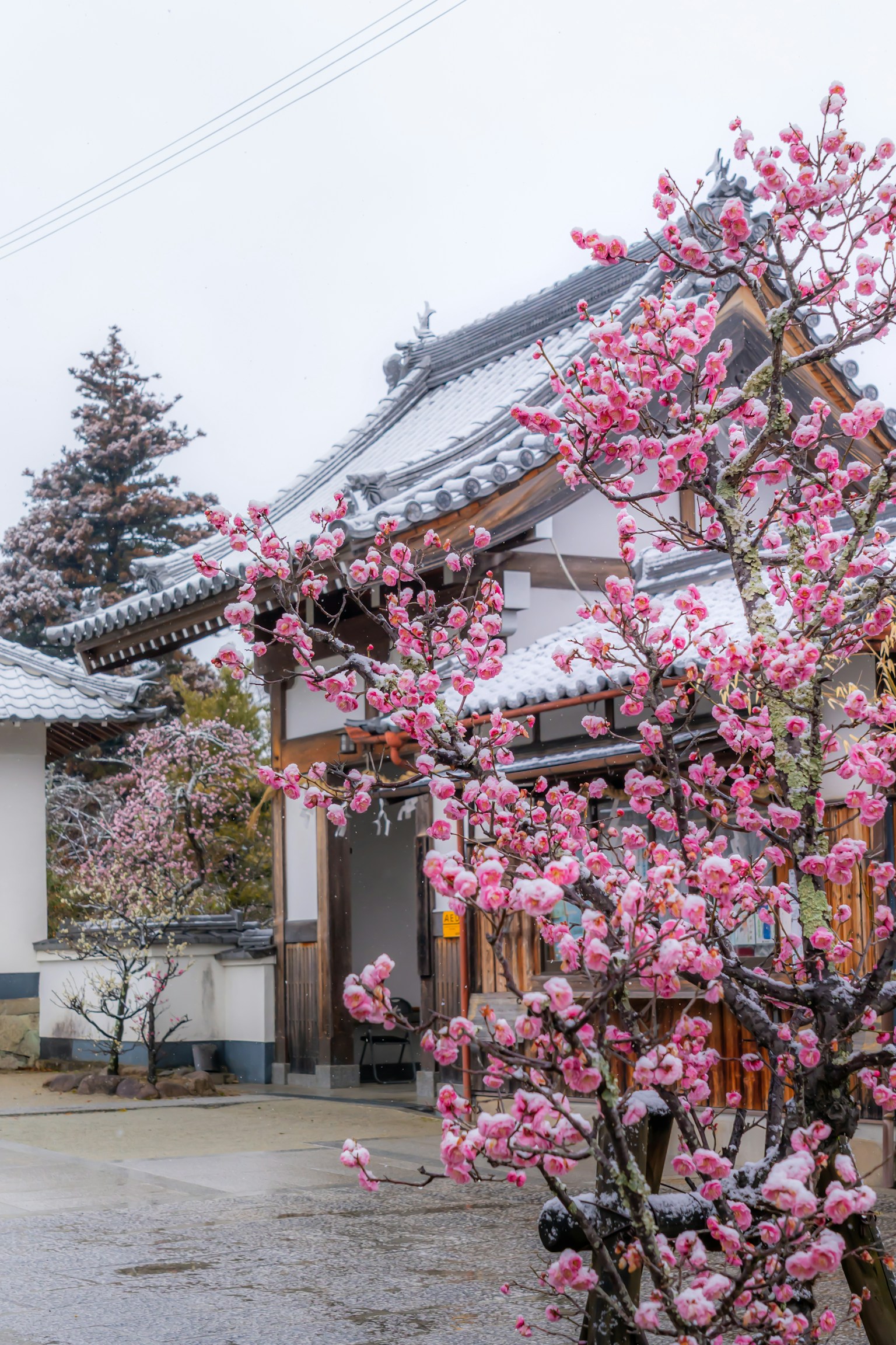 Traditionelles japanisches Gebäude mit blühenden Kirschblüten