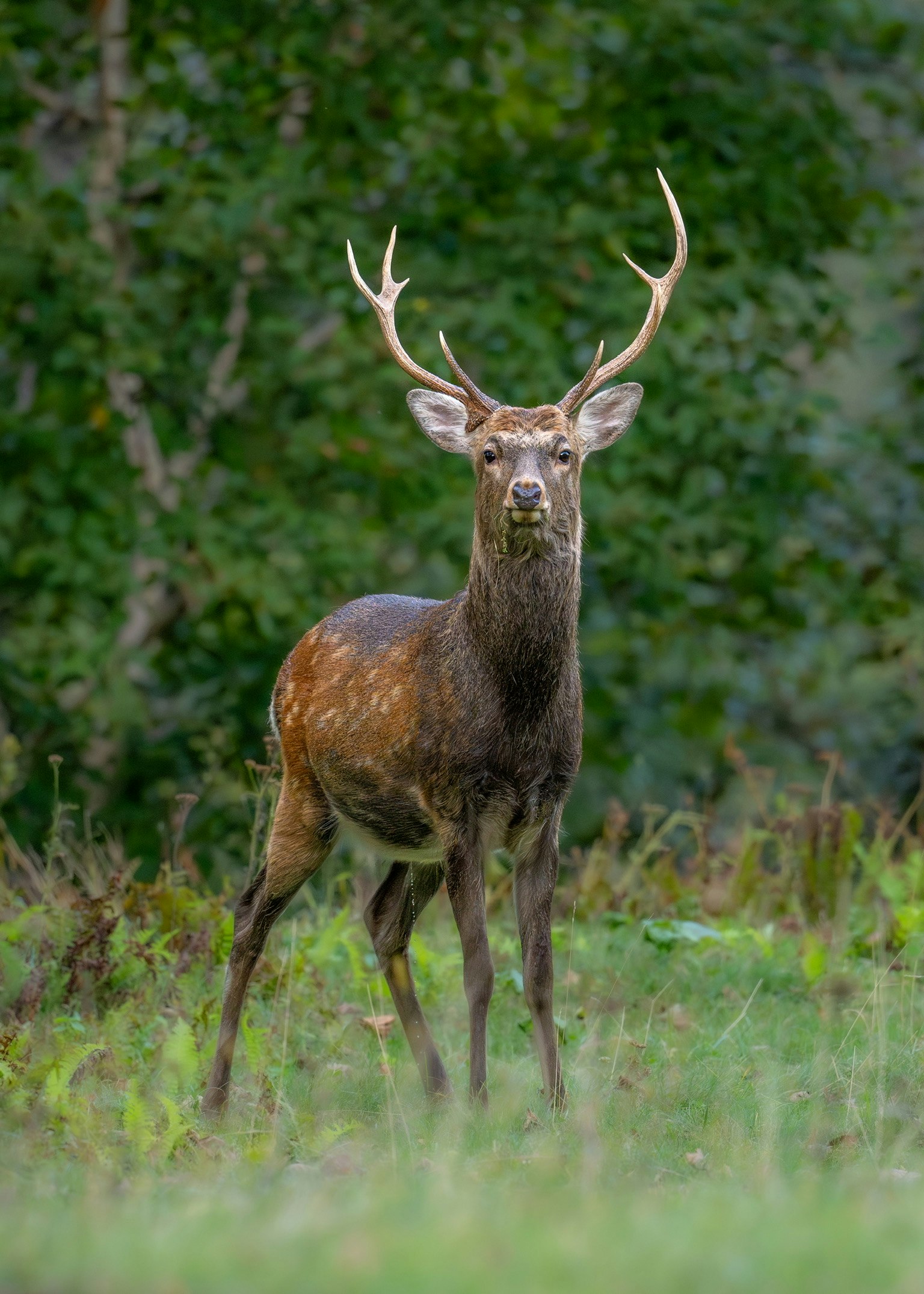 Ein männlicher Hirsch steht vor einem grünen Waldhintergrund