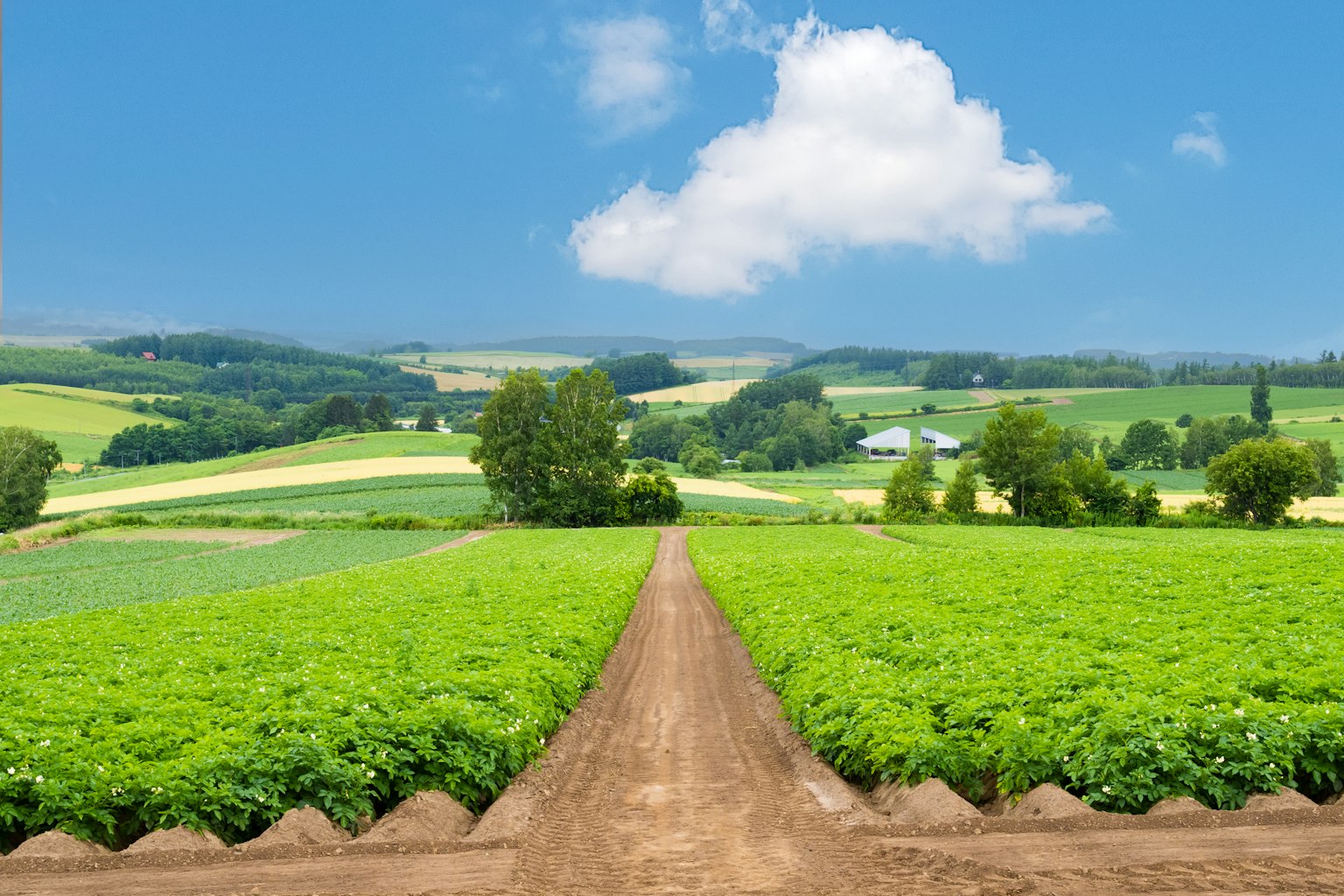 Terres agricoles verdoyantes sous un ciel bleu avec un chemin central en terre
