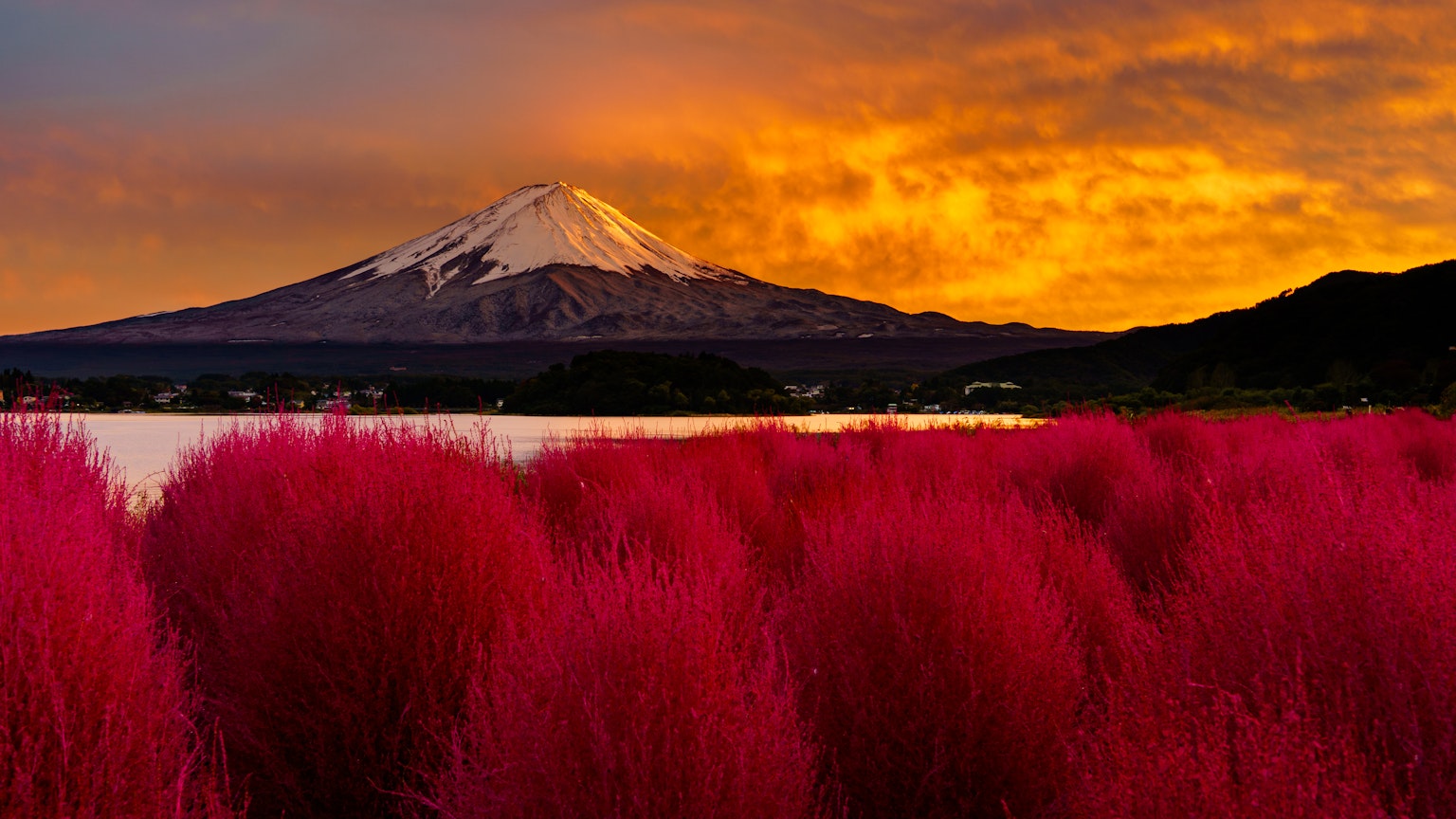 ทิวทัศน์ที่สวยงามมีภูเขาฟูจิและหญ้าสีแดงสดใสอยู่ด้านหน้า