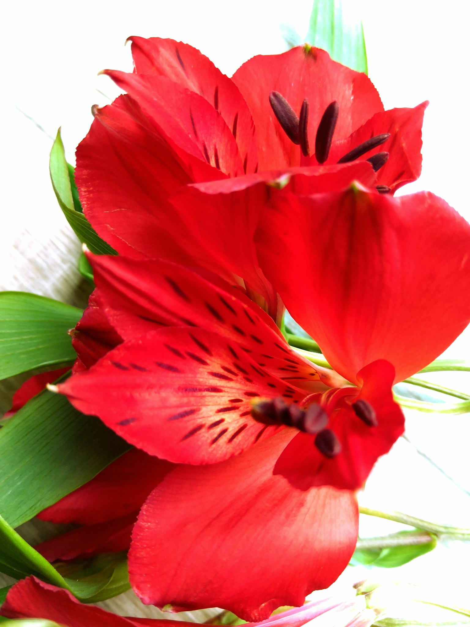 Primo piano di fiori di Alstroemeria rossi vibranti con foglie verdi sullo sfondo