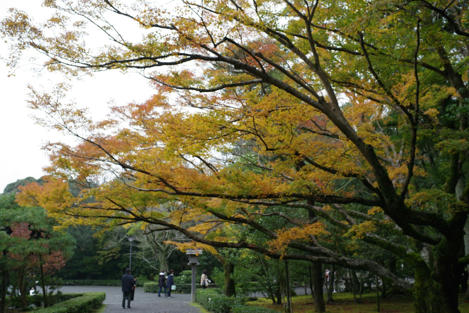 Herbstszene in einem Park mit Bäumen, die gelbe und grüne Blätter entlang eines Weges zeigen