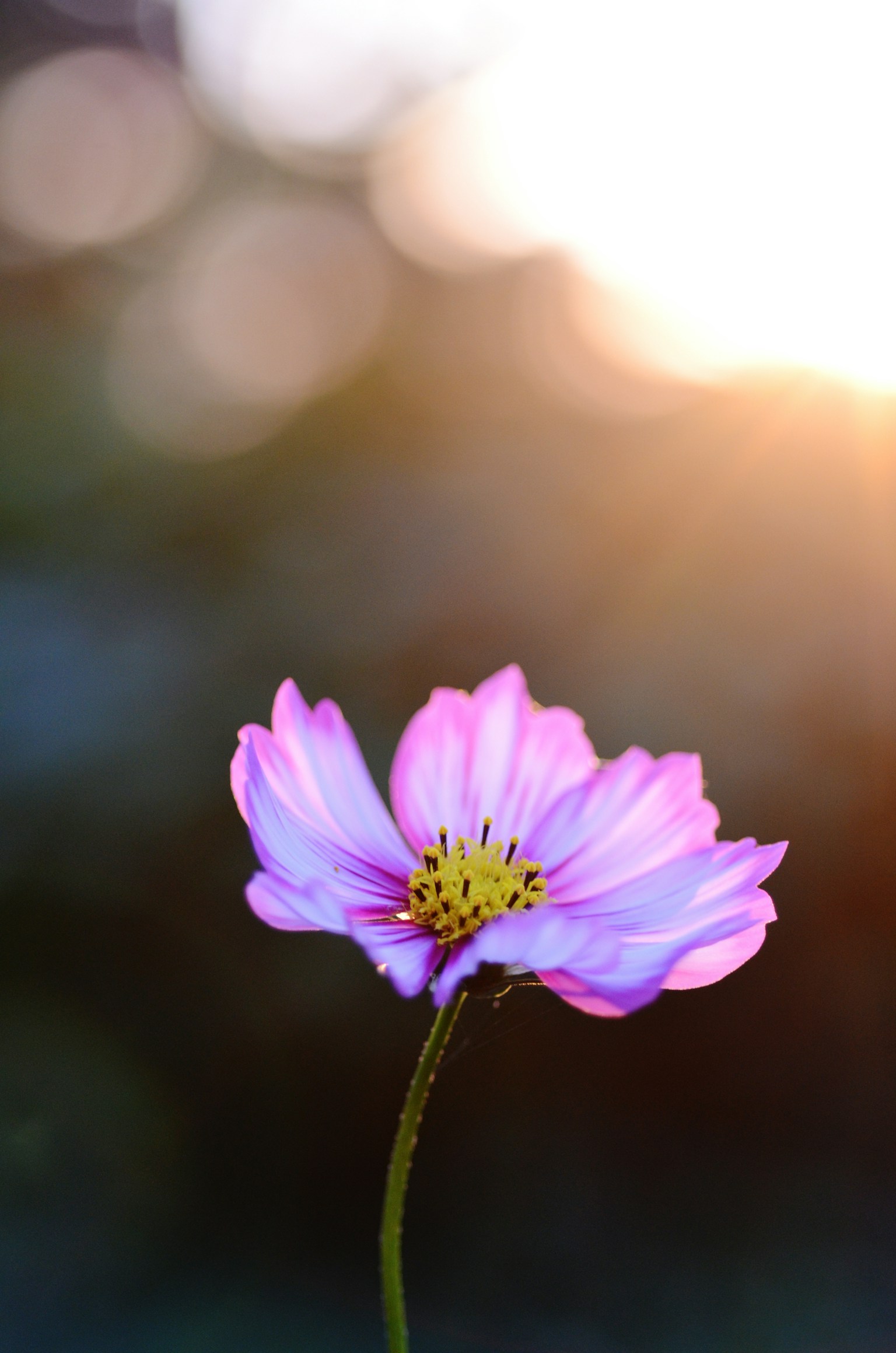 photo-a333P7oAp7g9wkTPPFvC-image