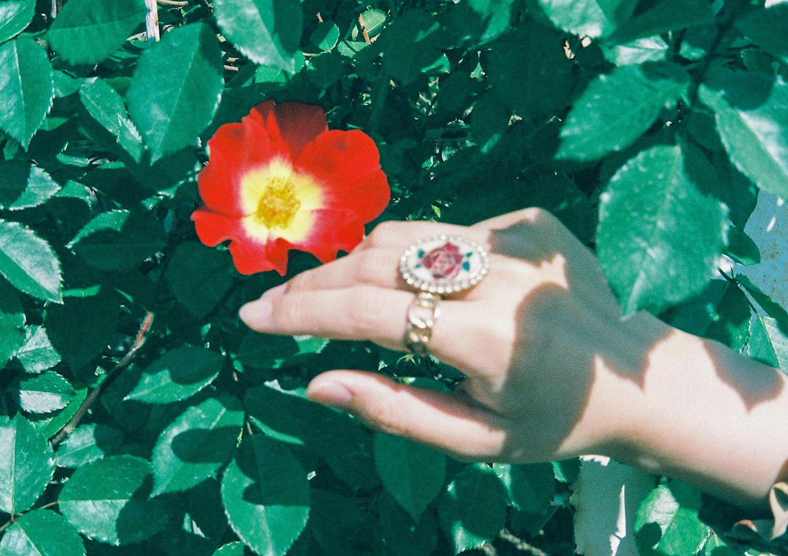 มือที่สวมแหวนใกล้กับดอกไม้แดงท่ามกลางใบเขียว