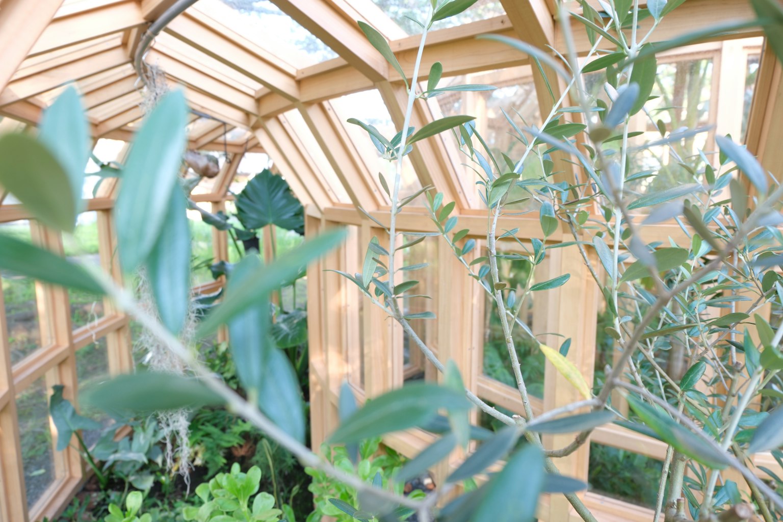 Intérieur d'une serre en bois avec des plantes luxuriantes et des feuilles vertes